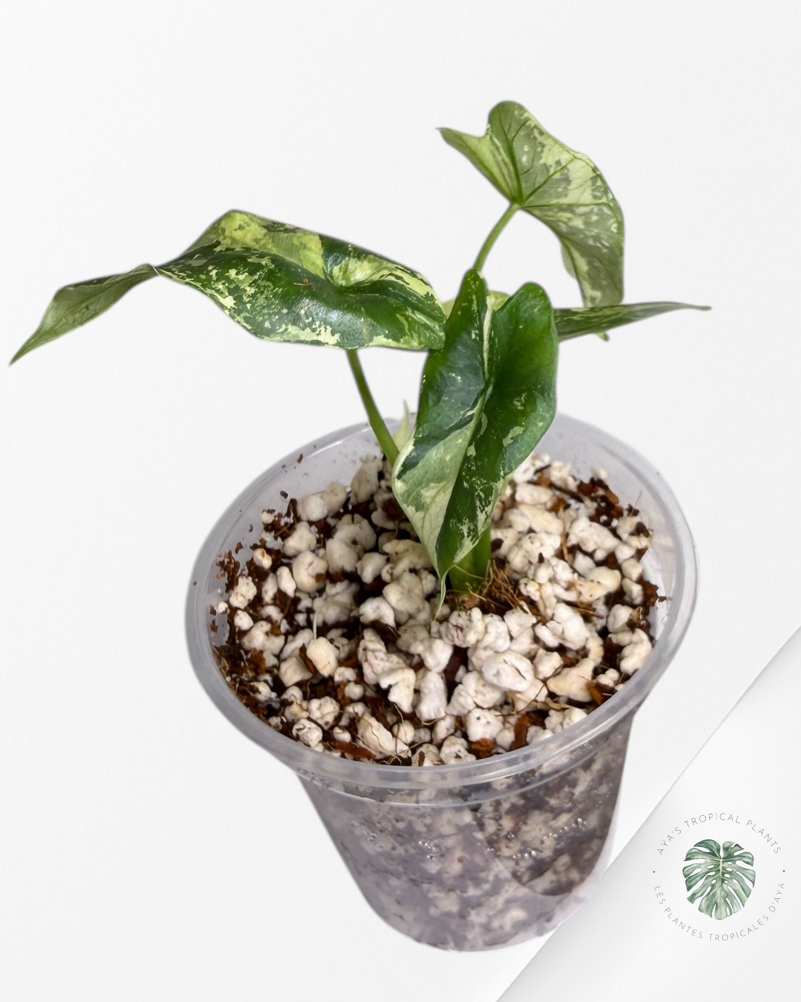 Alocasia Simpo Albo Variegated| Rare TC Plant | Aya's Tropical Plants