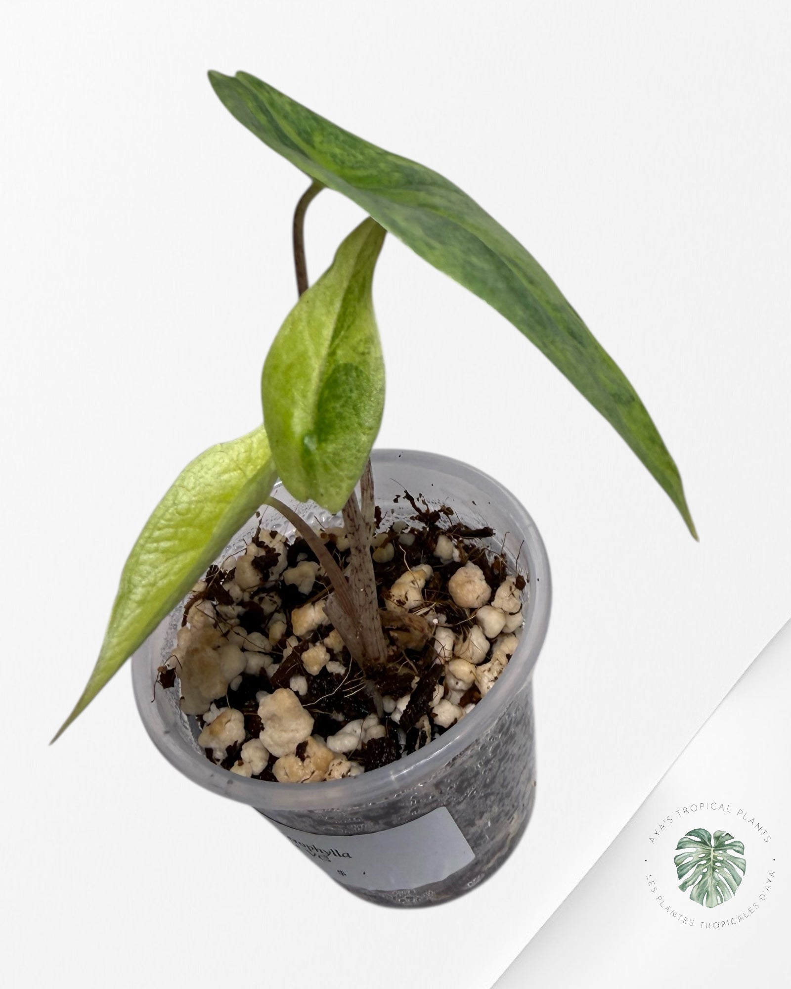 Alocasia Heterophylla Metallic Blue variegated