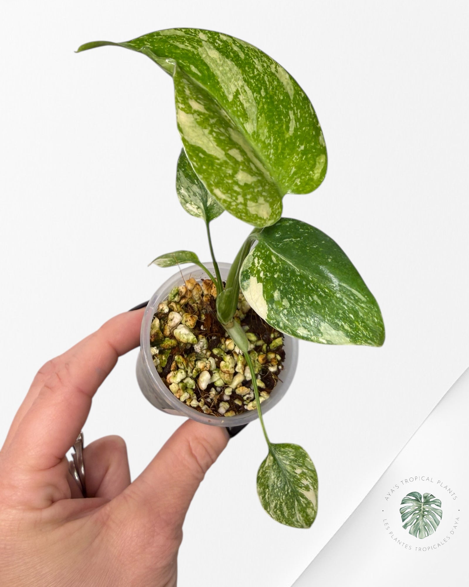 Monstera Thai Constellation Creme Brûlée| Rare TC Plant | Aya's Tropical Plants