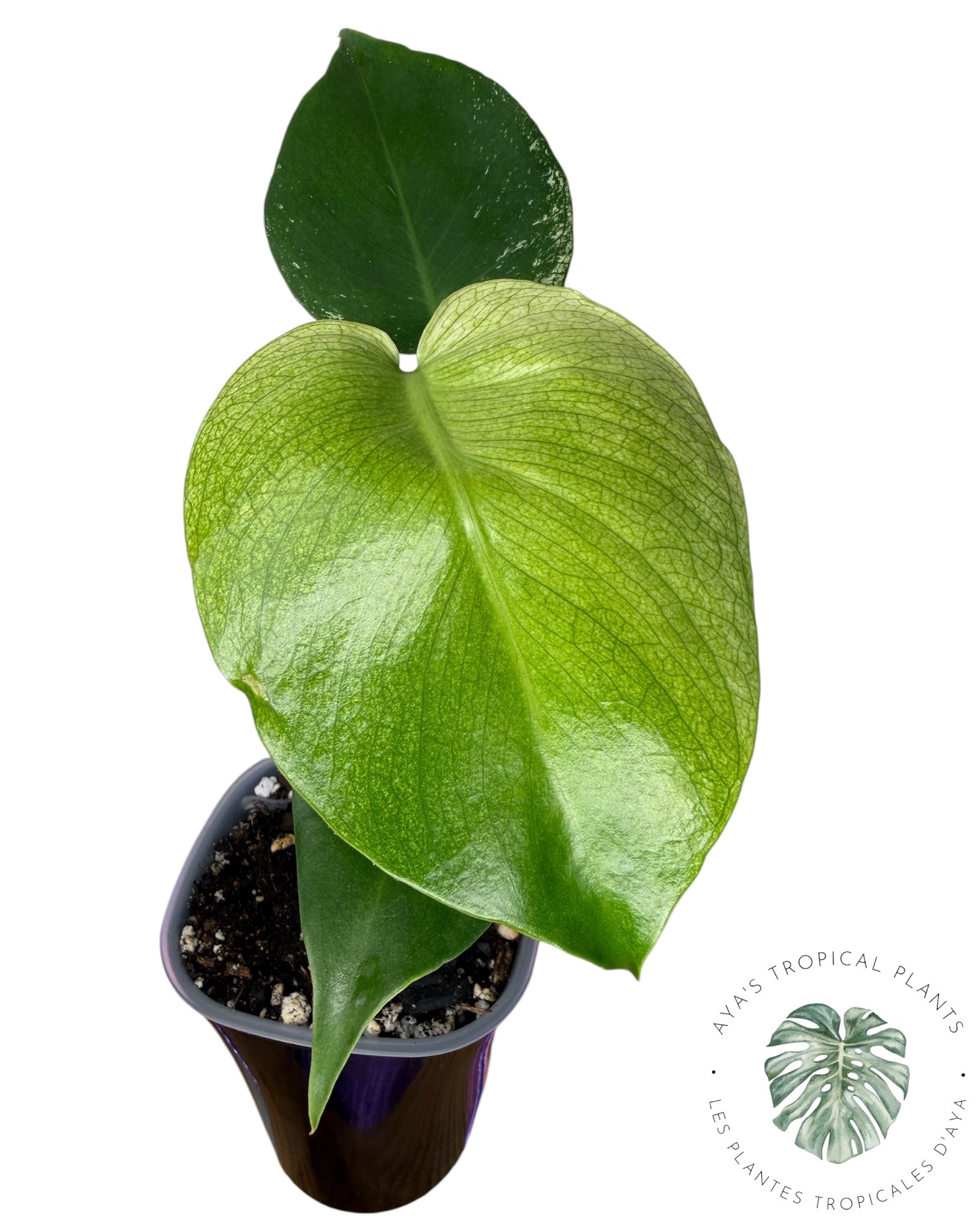 Monstera Deliciosa 'Devil Monster'