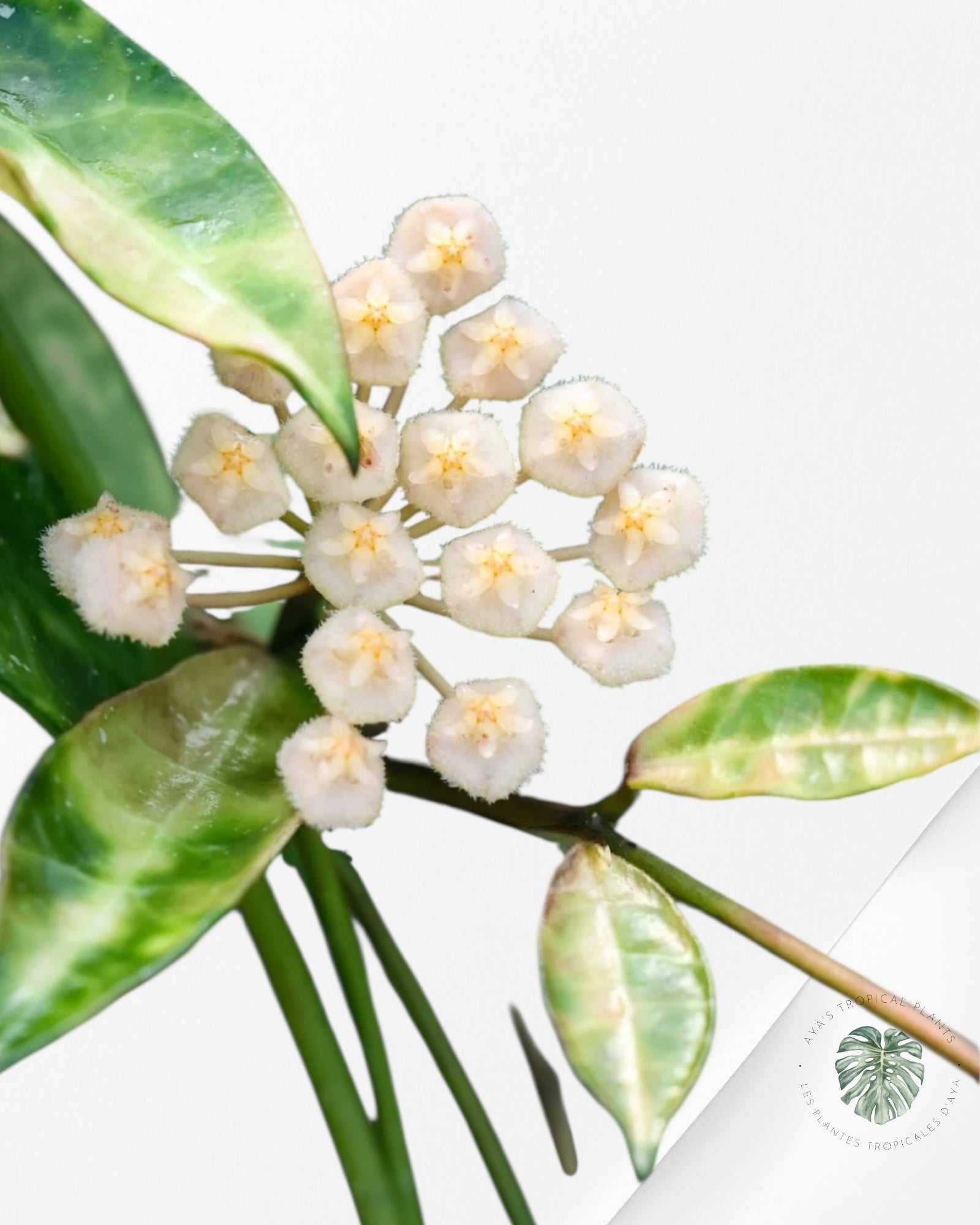 Hoya Lacunosa Amarillo -701