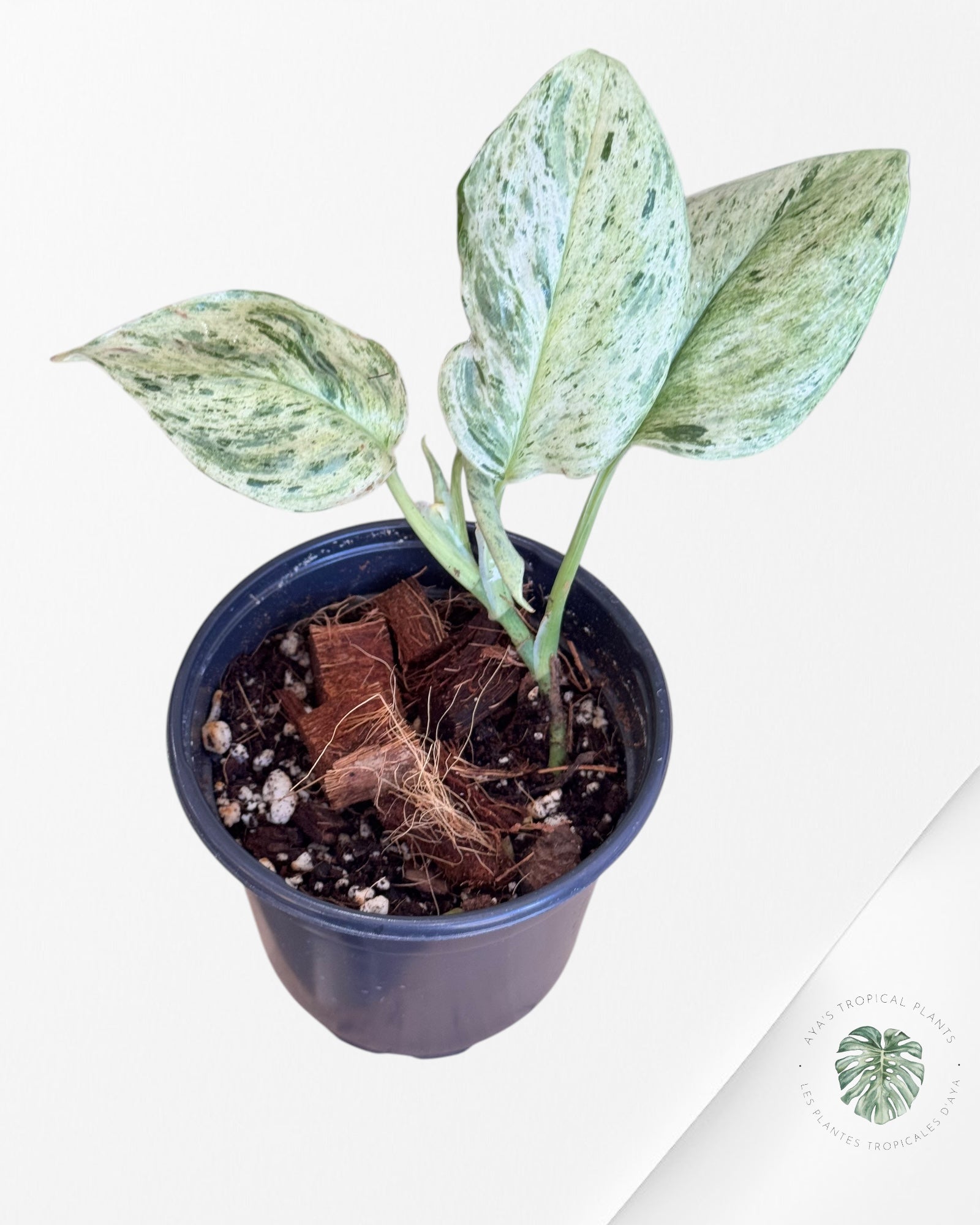 Scindapus Silver Splash Marble-AA
