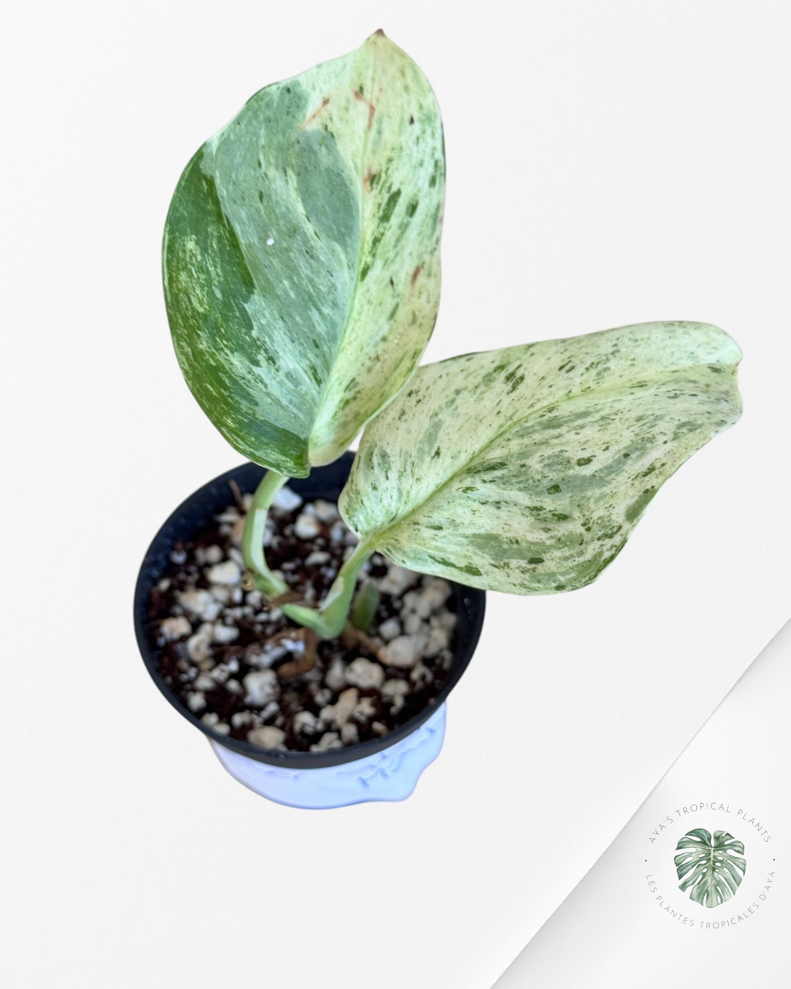Scindapus Silver Splash Marble - C