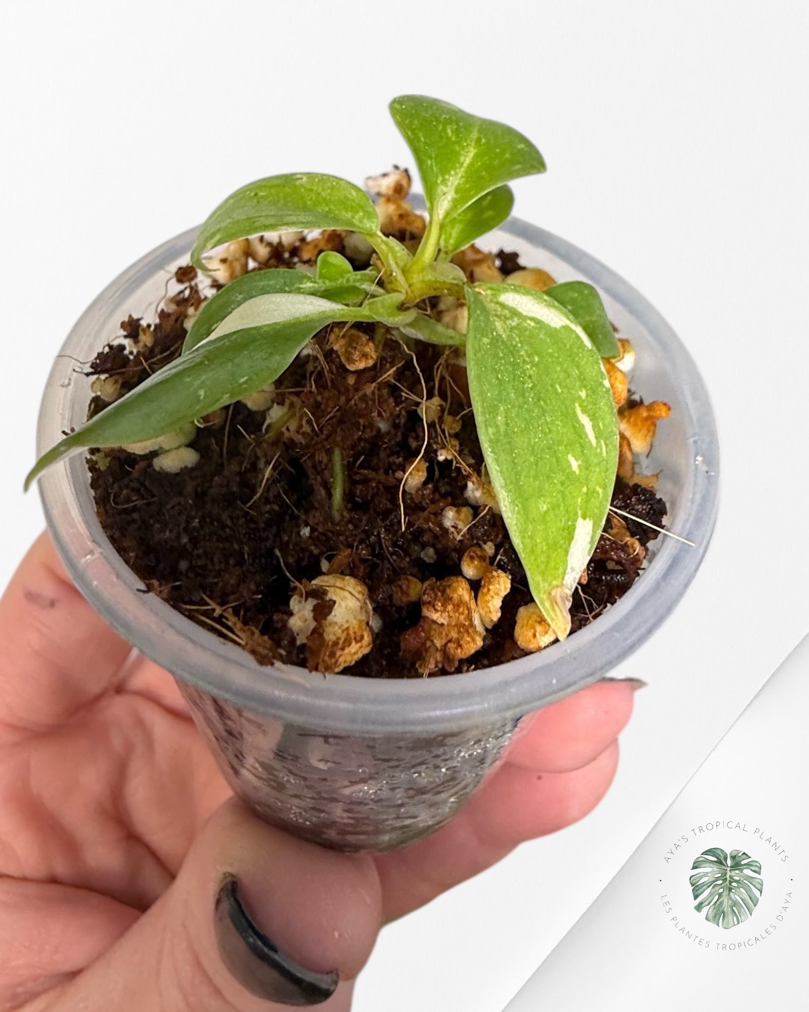 Philodendron Gloriosum Panaché| Plante Tc rare| Les plantes tropicales d'Aya