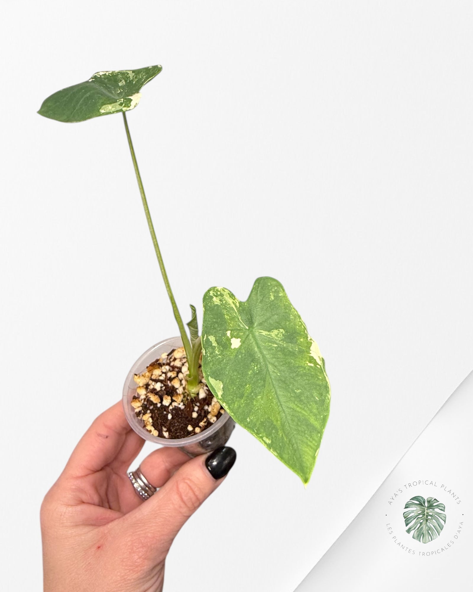 Colocasia white tiger