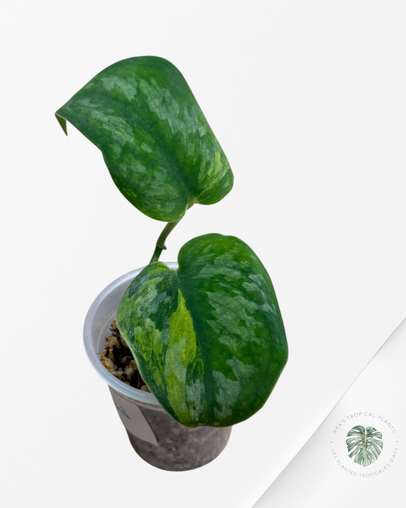 Scindapsus Green Diamond -720