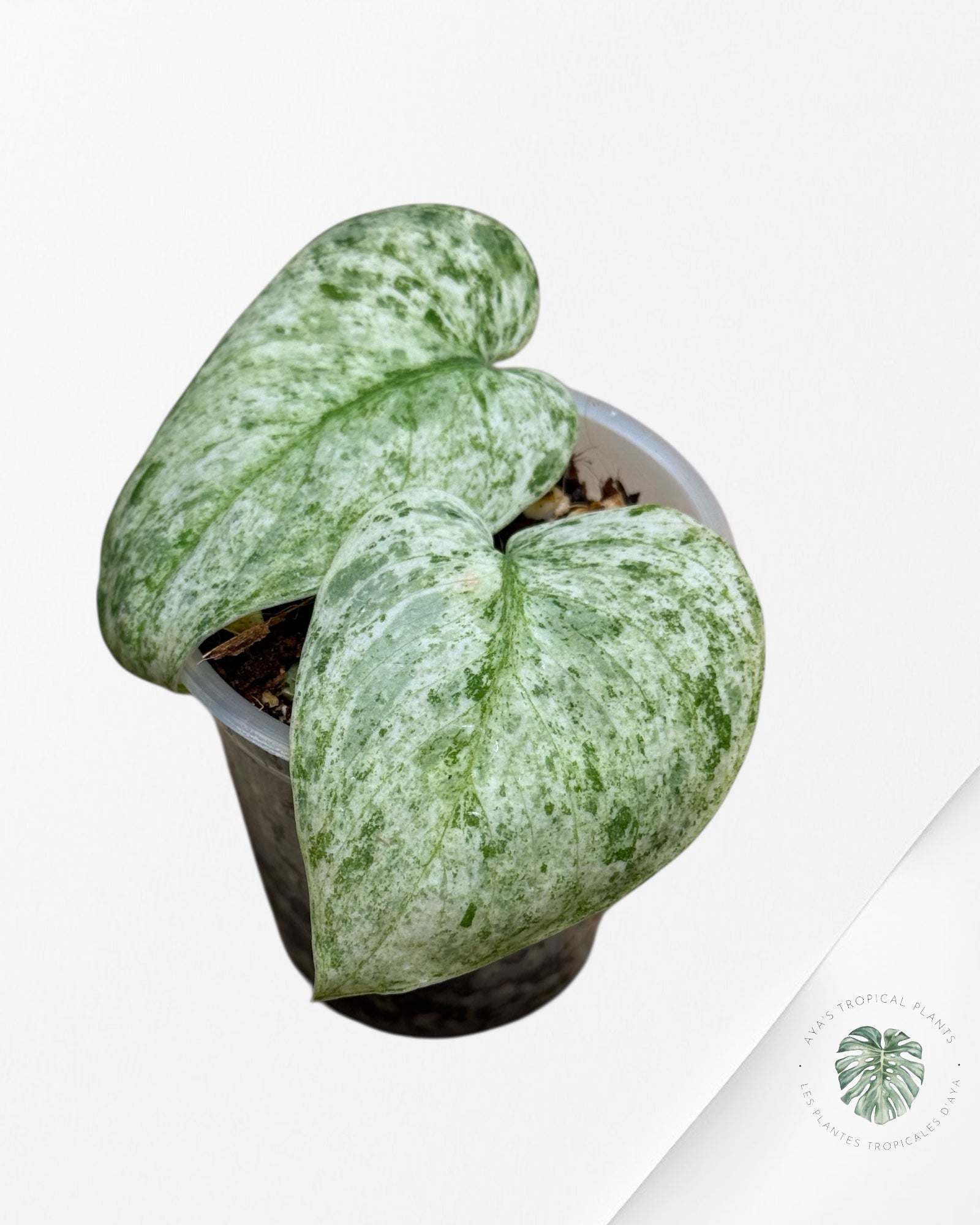 Scindapsus Blue Splash Variegated-721