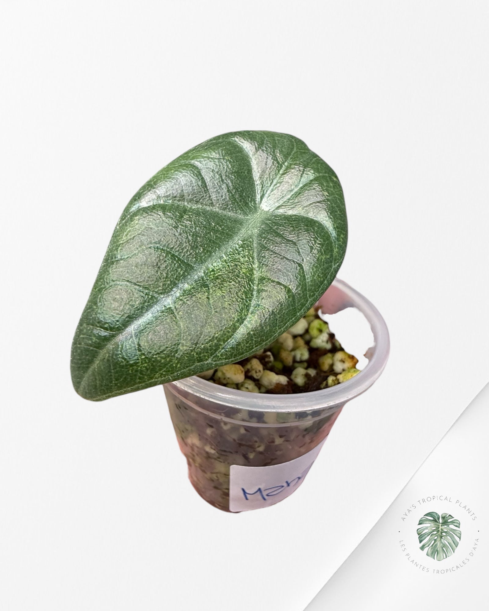 Alocasia Maharani Variegated Aurea | Plante rare cultivée en culture tropicale | Plantes tropicales d'Aya