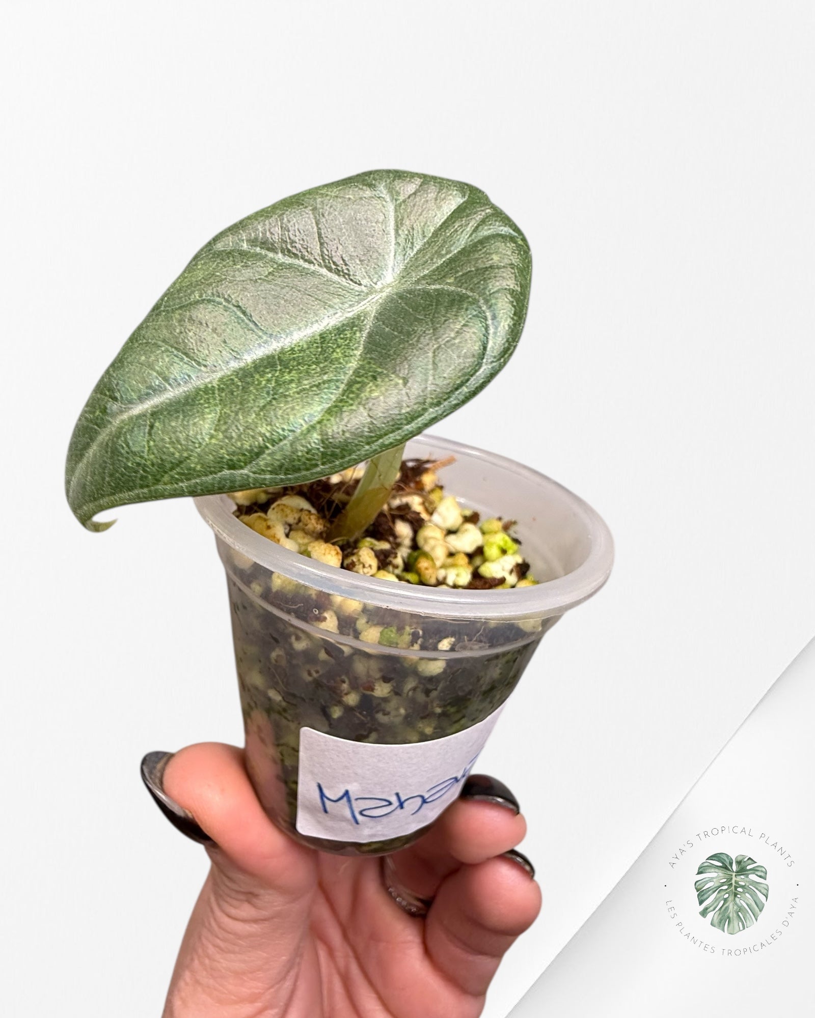 Alocasia Maharani Variegated Aurea