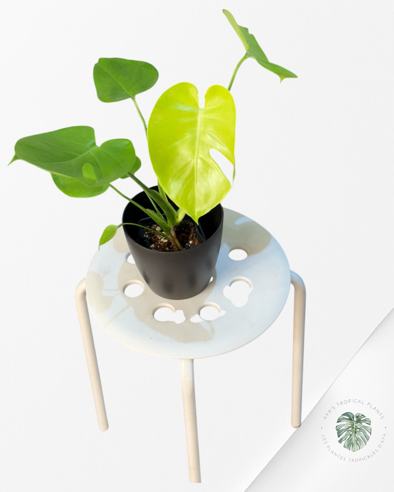 Monstera deliciosa 'Lemon Lime' - 111