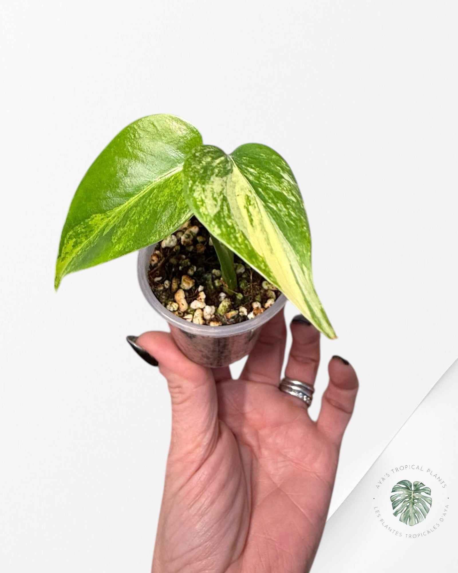 Monstera Aurea | Plante rare cultivée en culture tropicale | Plantes tropicales d'Aya