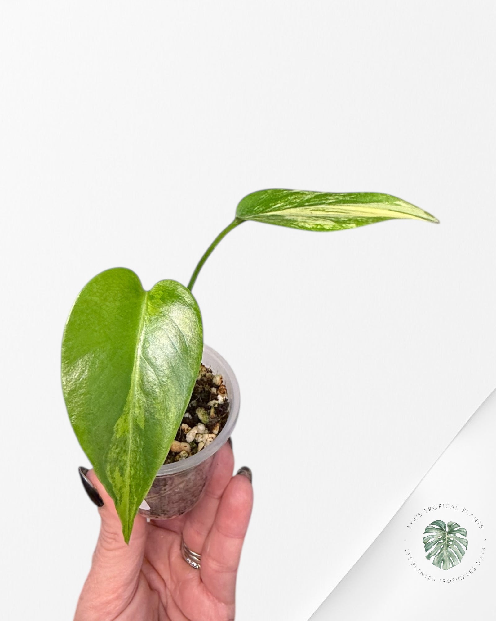 Monstera Aurea | Plante rare cultivée en culture tropicale | Plantes tropicales d'Aya