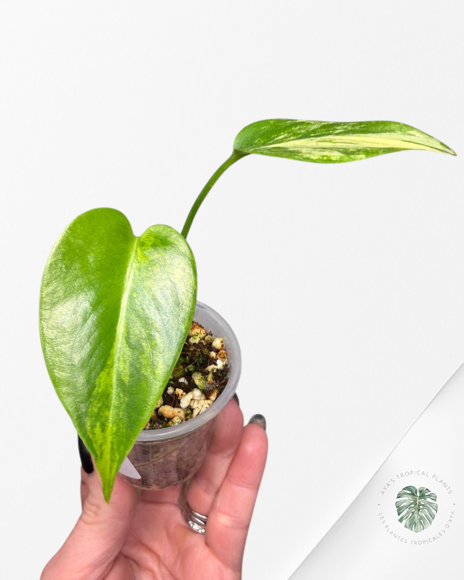 Monstera Aurea | Plante rare cultivée en culture tropicale | Plantes tropicales d'Aya