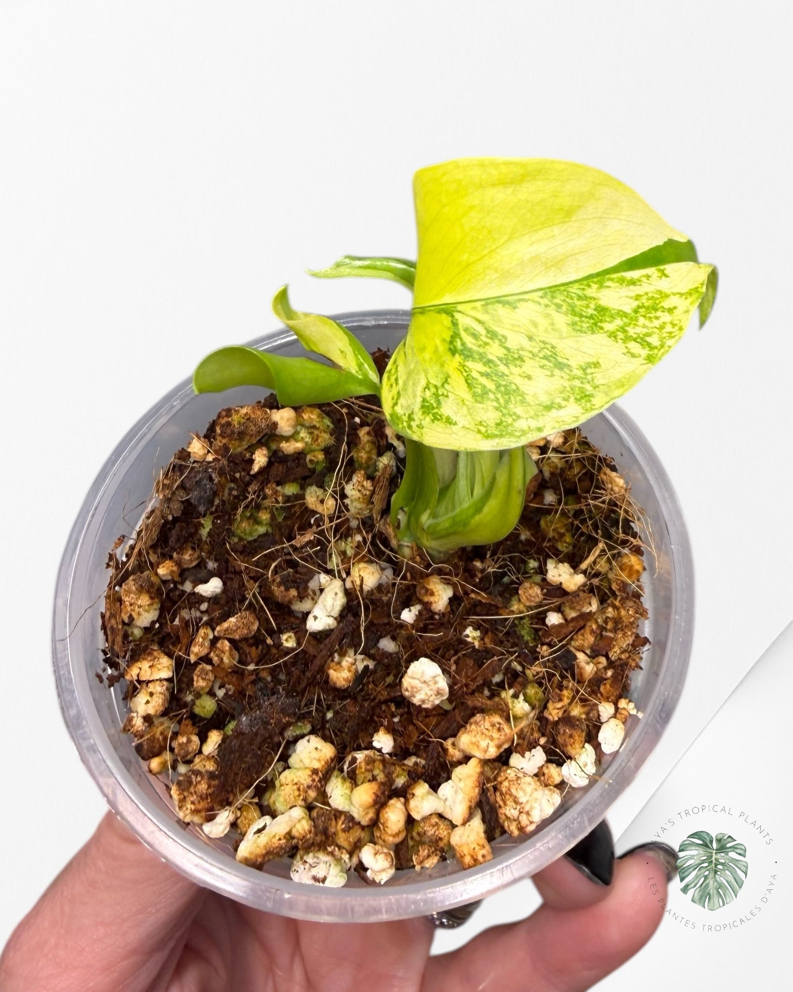 Monstera Deliciosa Electrolyte | Plante TC rare | Plantes tropicales d'Aya