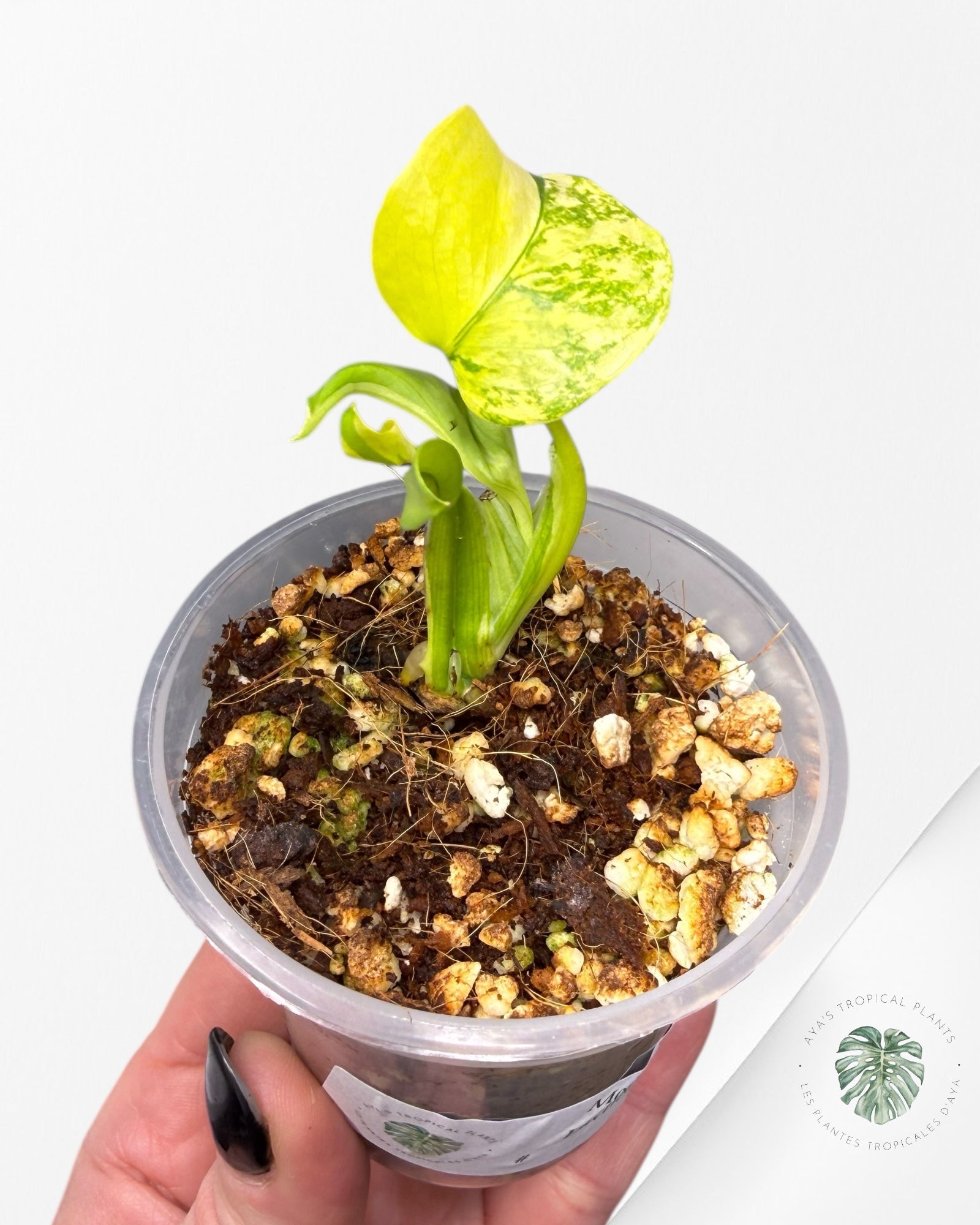 Monstera Deliciosa Electrolyte | Plante TC rare | Plantes tropicales d'Aya
