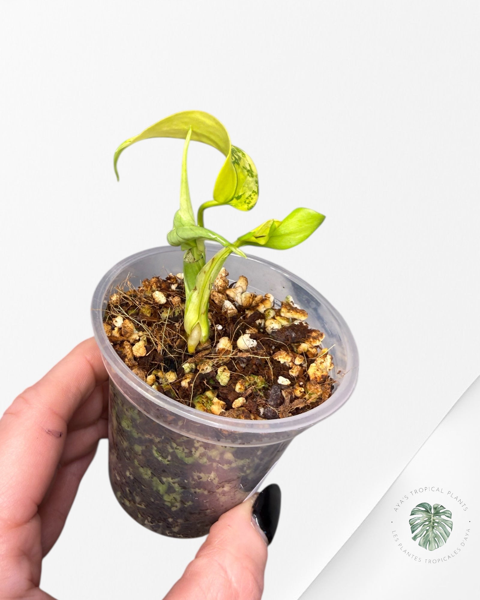 Monstera Deliciosa Electrolyte | Plante TC rare | Plantes tropicales d'Aya
