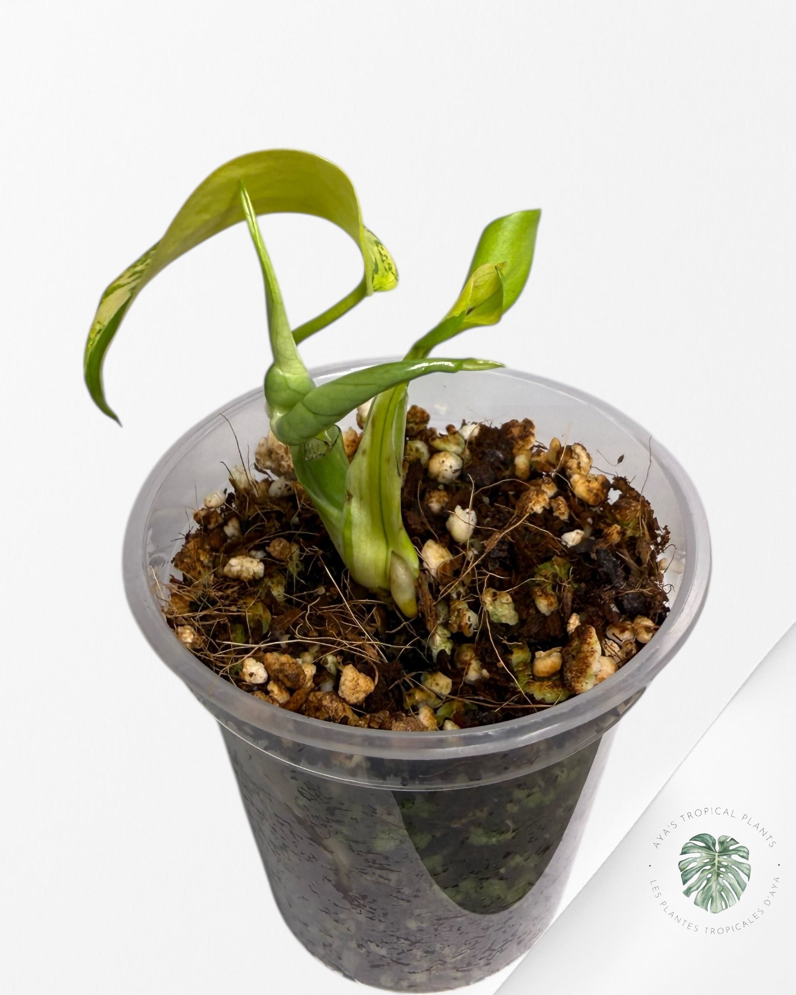 Monstera Deliciosa Electrolyte | Plante TC rare | Plantes tropicales d'Aya