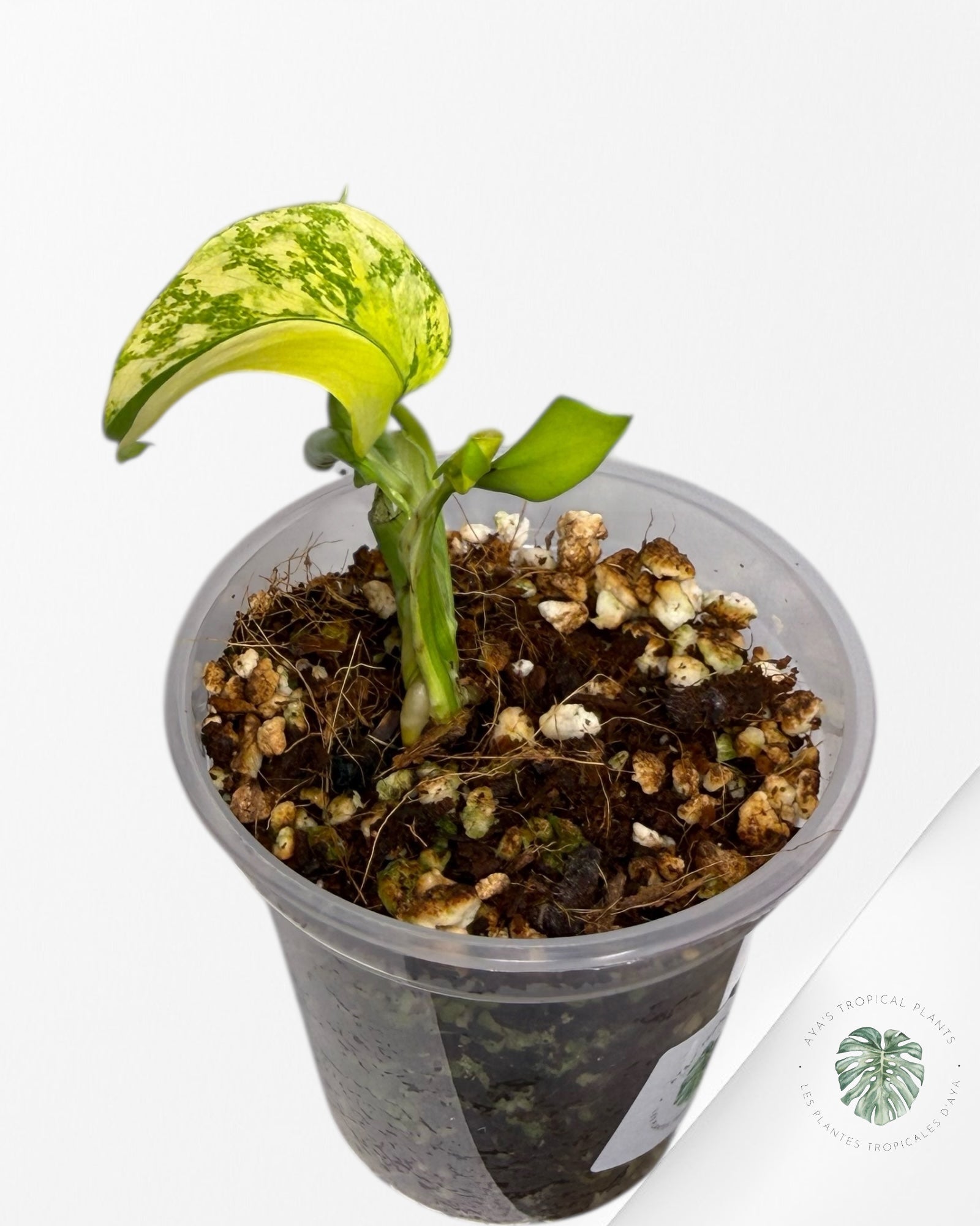 Monstera Deliciosa Electrolyte | Plante TC rare | Plantes tropicales d'Aya