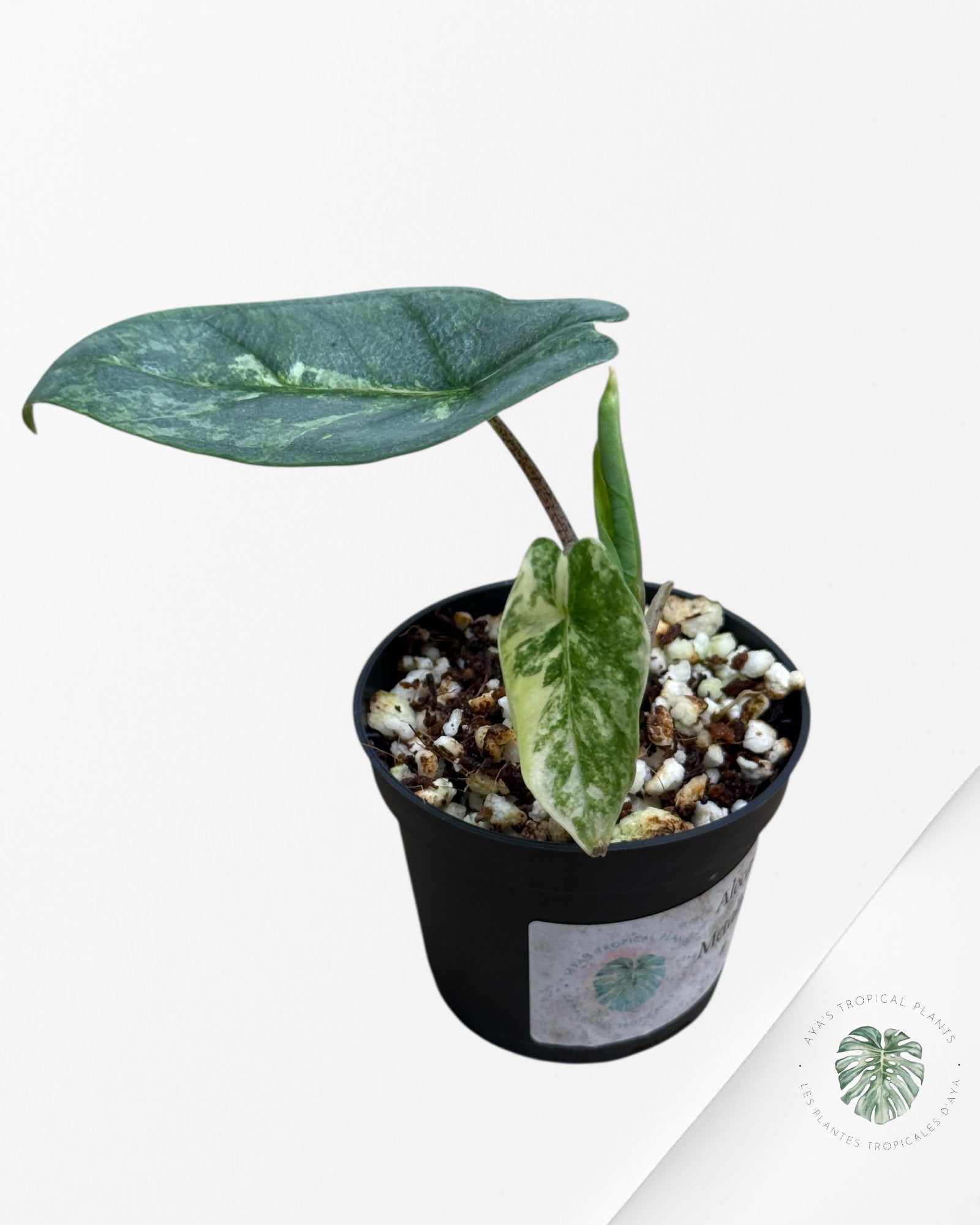 Alocasia Heterophylla Metallic Blue Variegated - 110