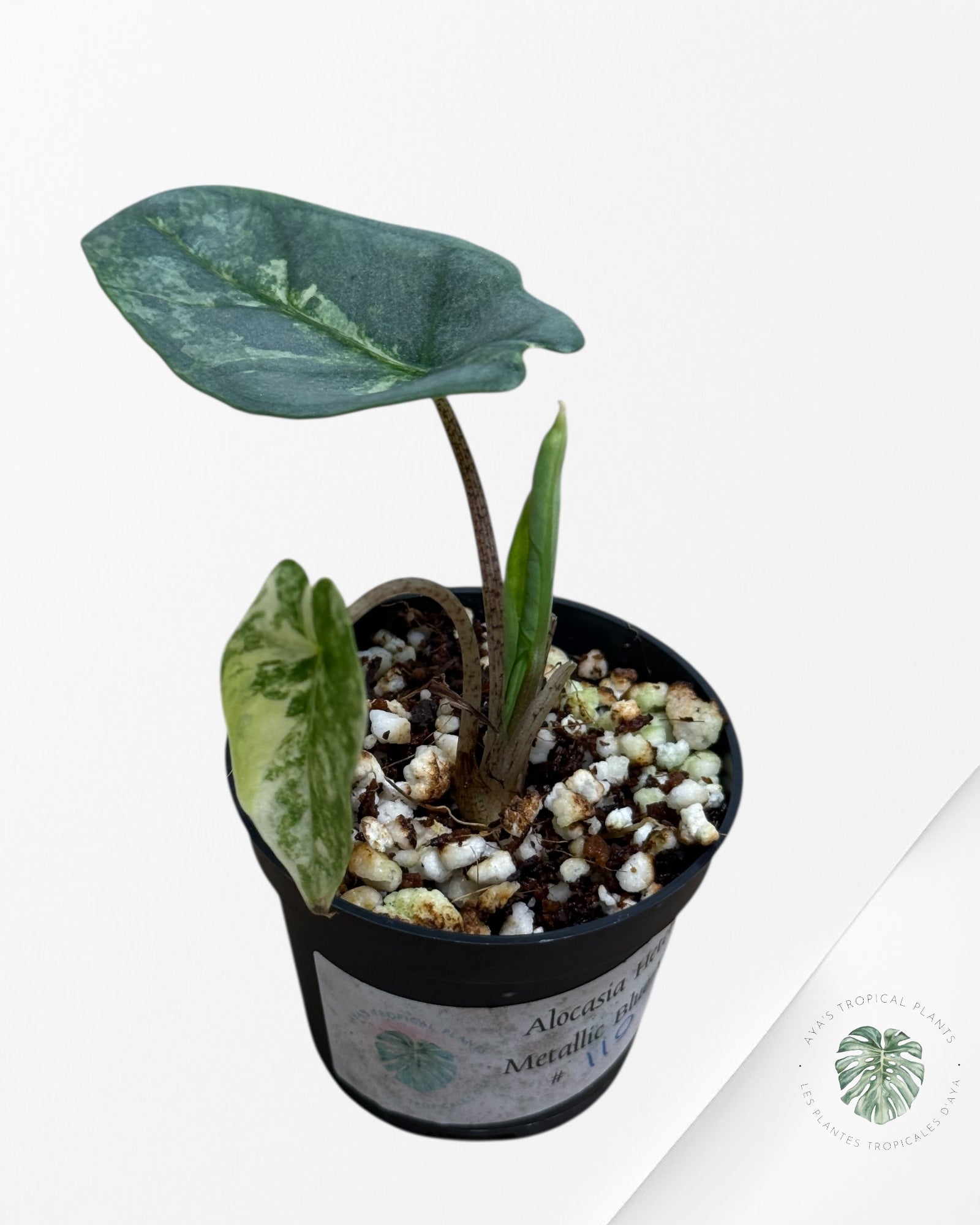 Alocasia Heterophylla Metallic Blue Variegated - 110