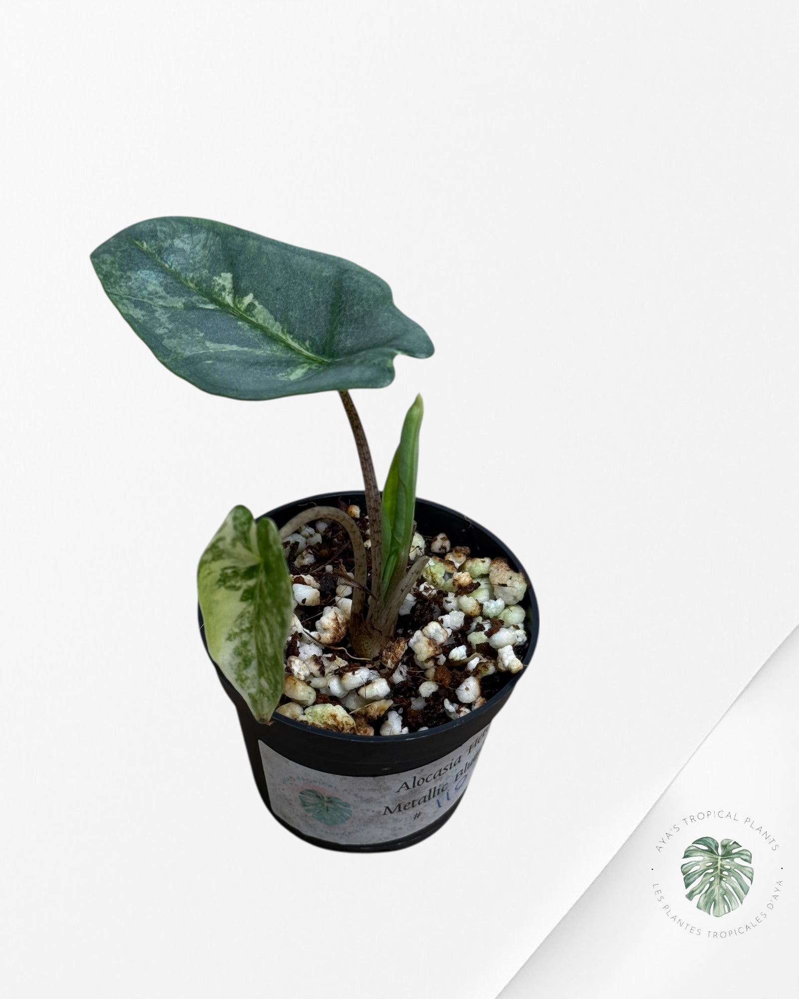 Alocasia Heterophylla Metallic Blue Variegated - 110
