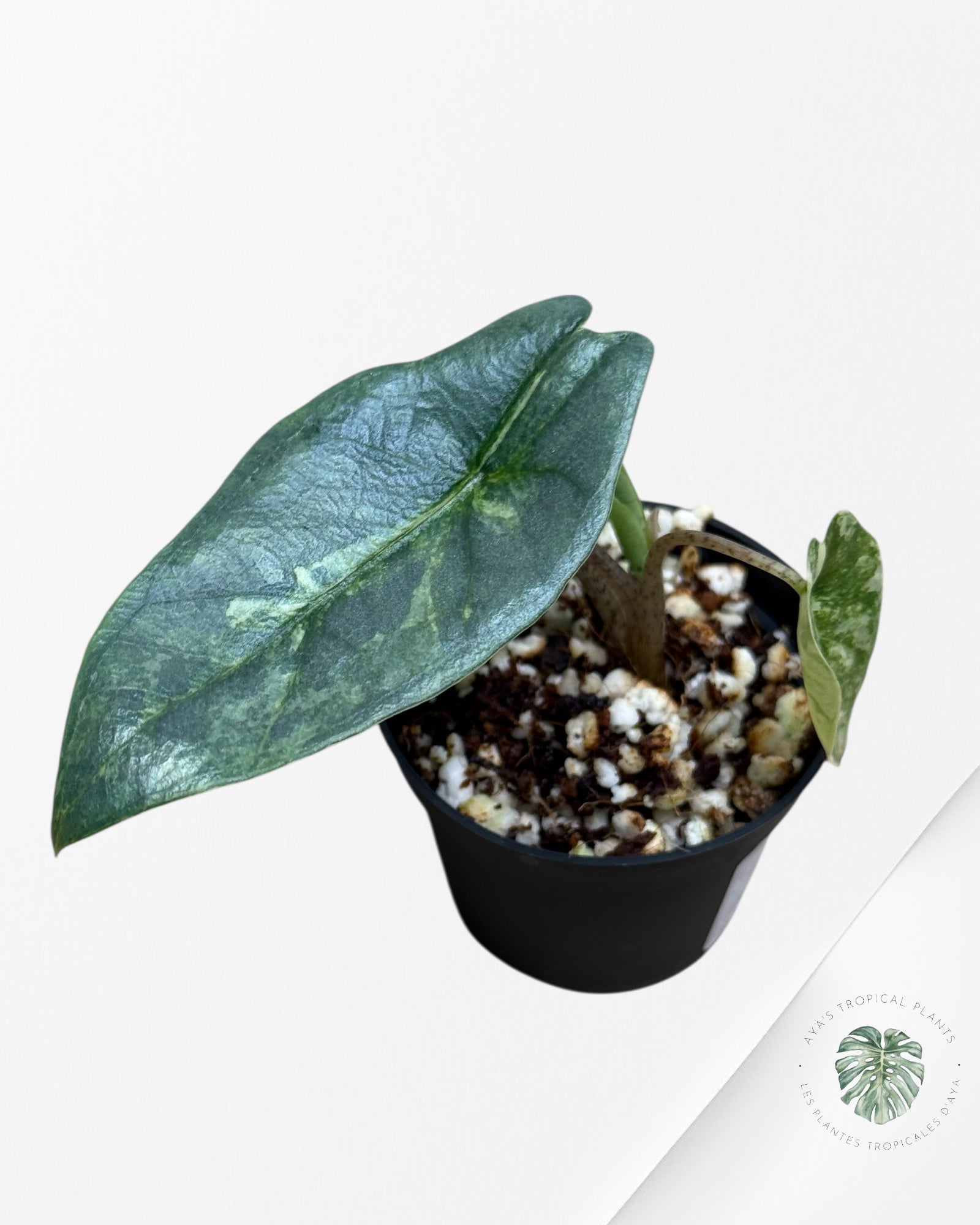 Alocasia Heterophylla Metallic Blue Variegated - 110