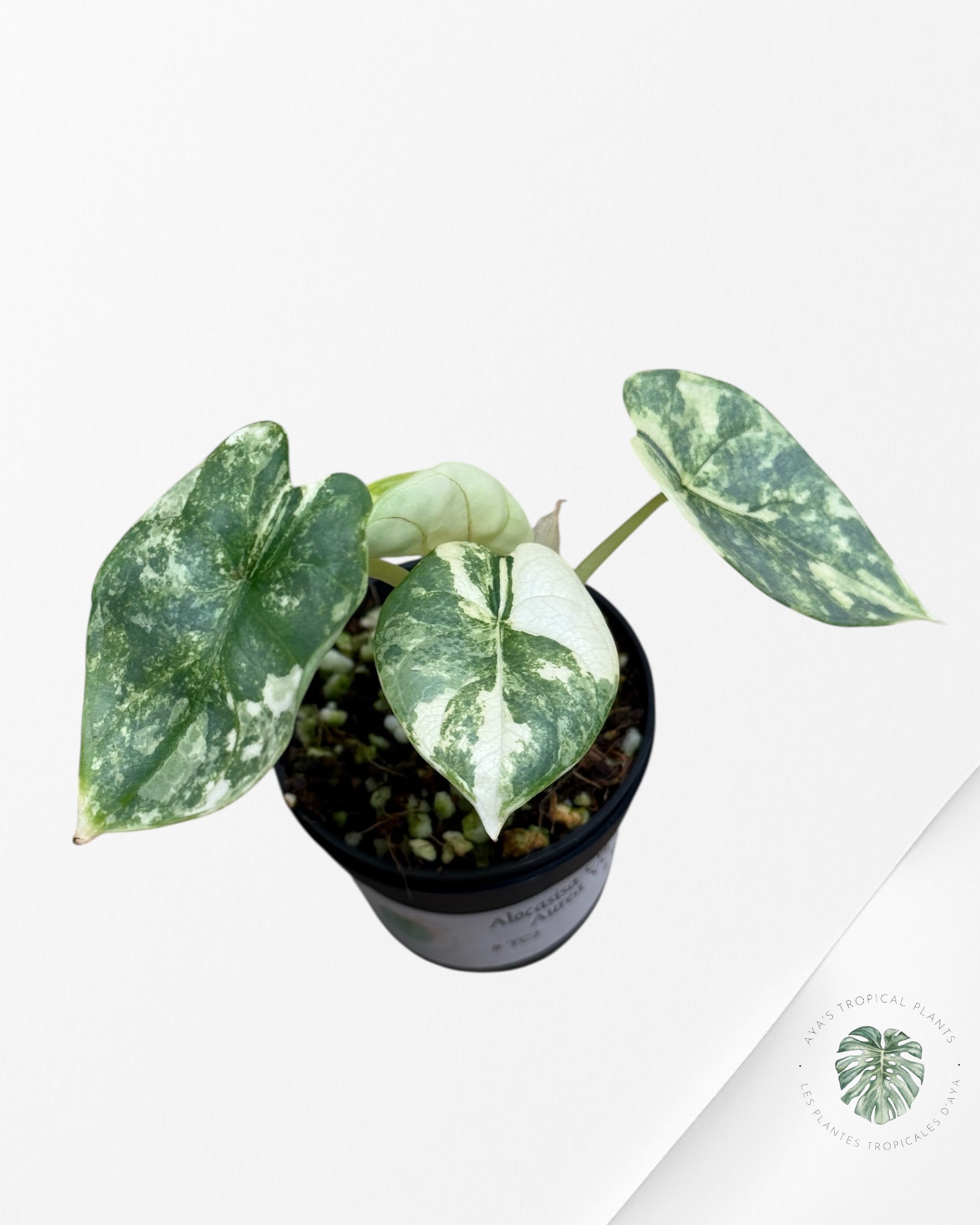 Alocasia Silver Dragon Variegated Aurea -LL22