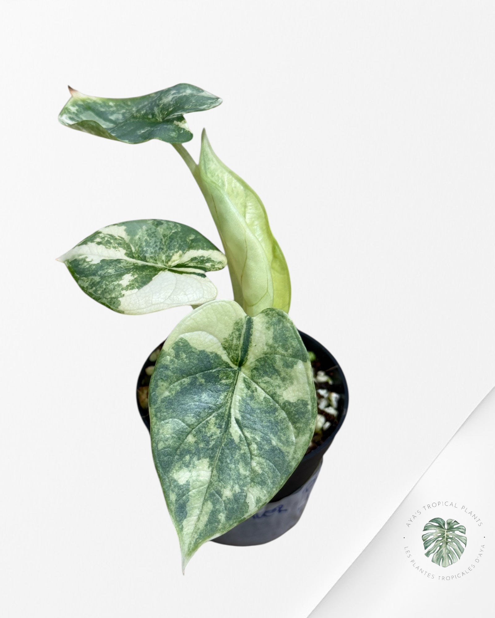 Alocasia Silver Dragon Variegated Aurea -LL22