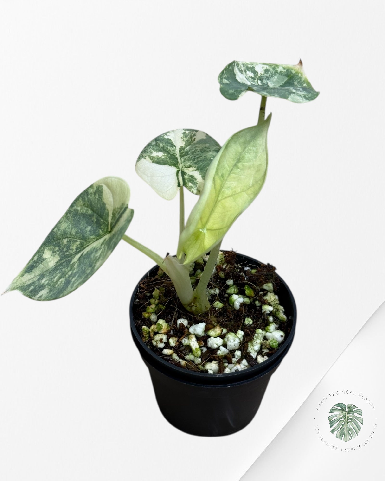 Alocasia Silver Dragon Variegated Aurea -LL22