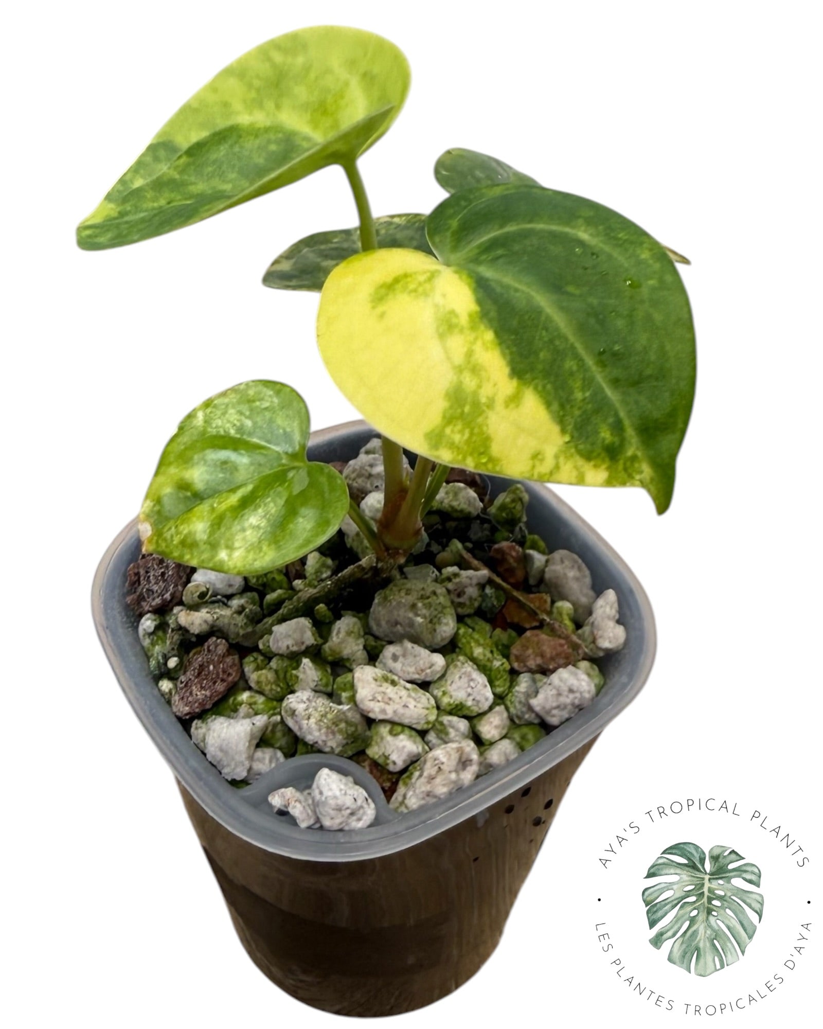 Anthurium Clarinervium Aurea panaché