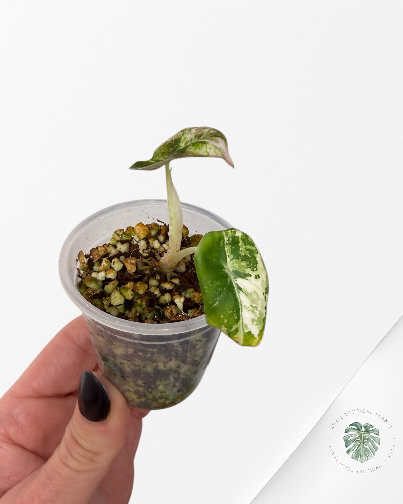 Alocasia Black Velvet Pink Variegated | Rare TC Plant| Aya's Tropical Plants