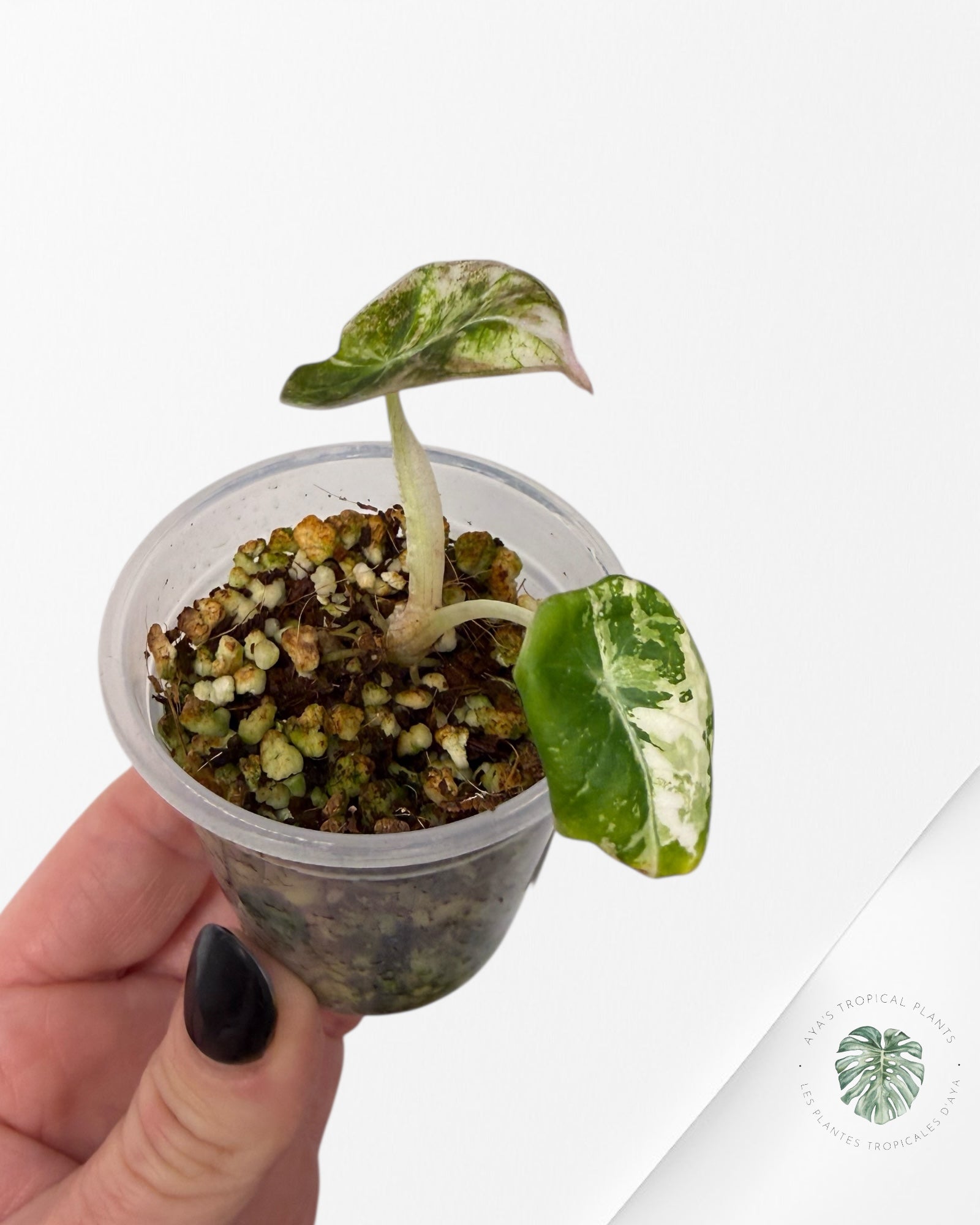 Alocasia Black Velvet Pink Variegated | Rare TC Plant| Aya's Tropical Plants