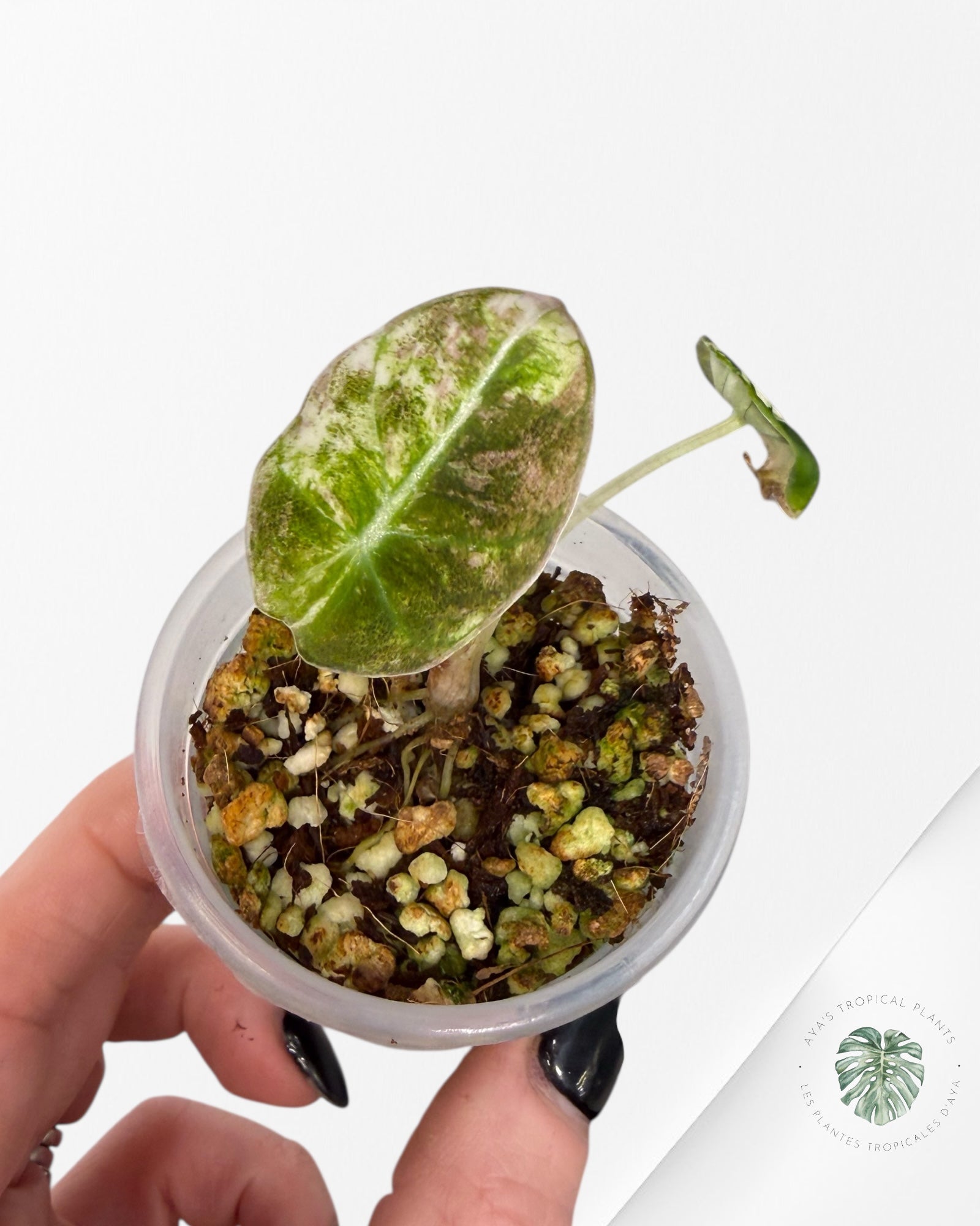 Alocasia Black Velvet Pink Variegated | Rare TC Plant| Aya's Tropical Plants