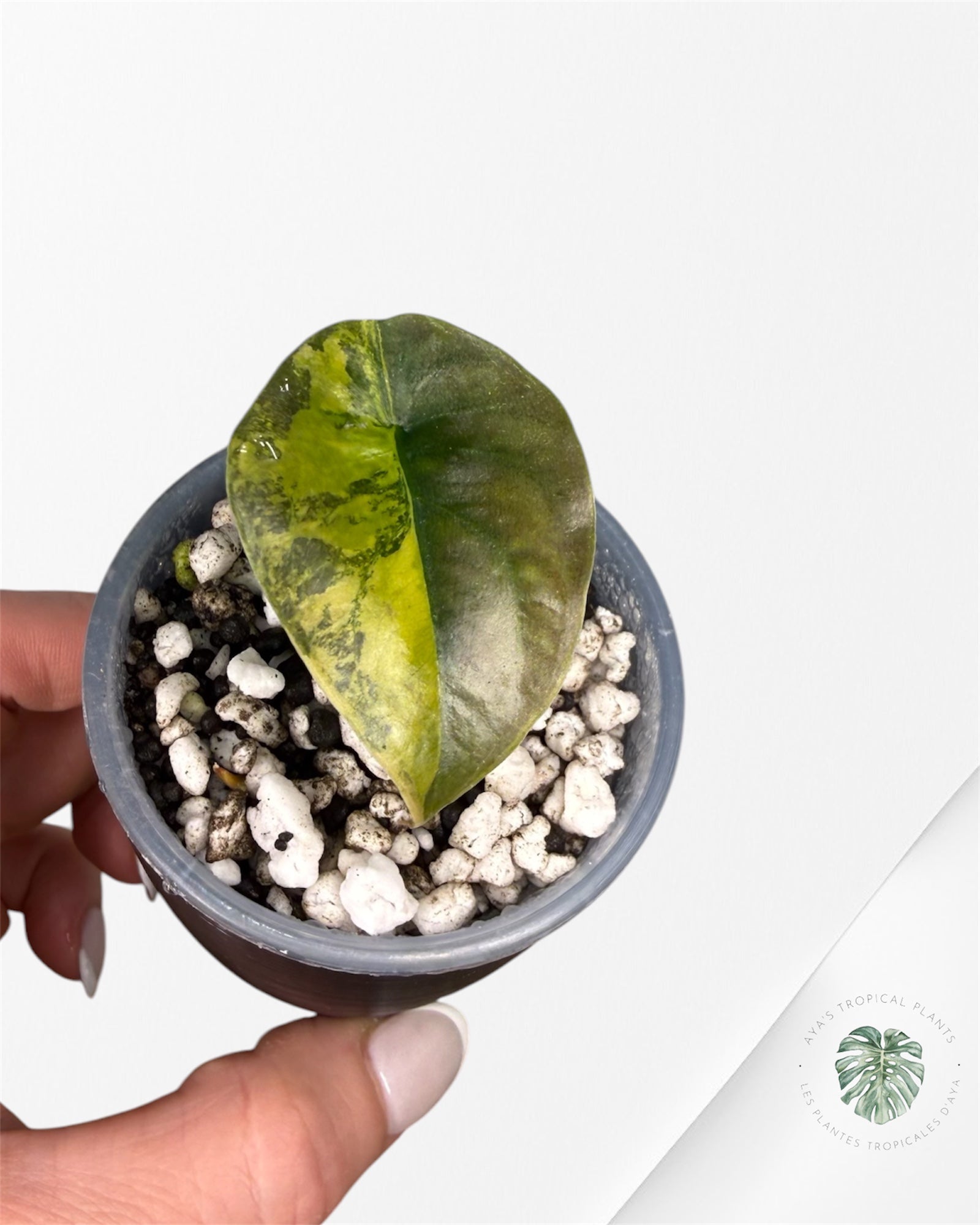 Alocasia Cuprea Golden Latte variegated