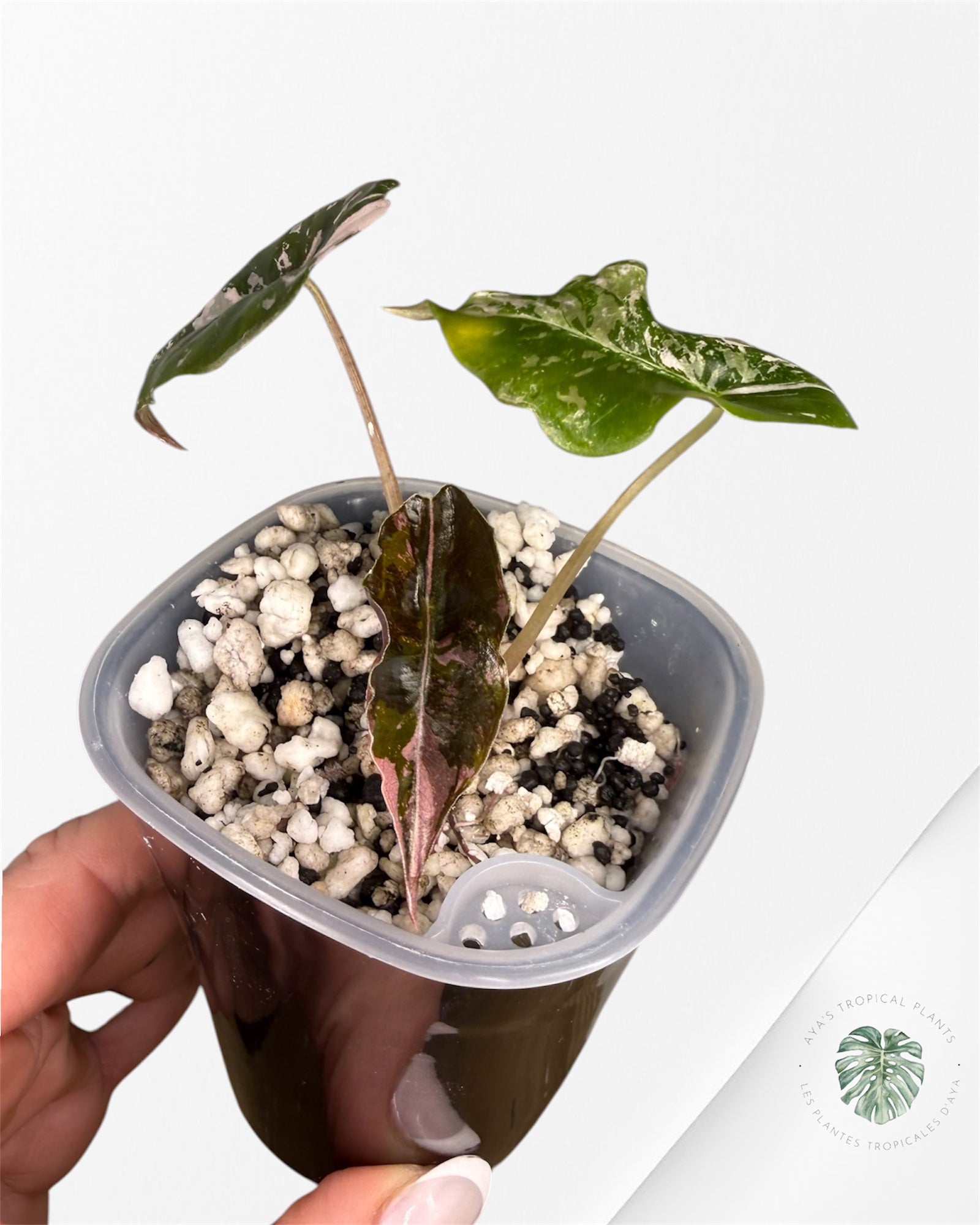 Alocasia Chantrieri Pink Variegated