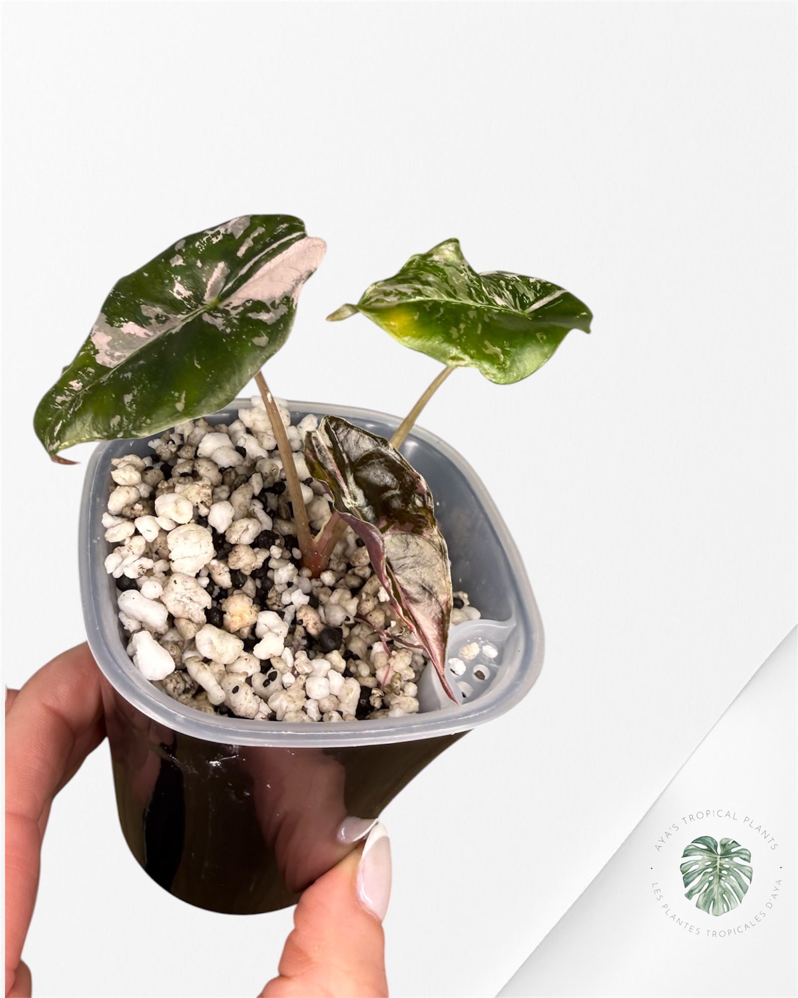 Alocasia Chantrieri Pink Variegated