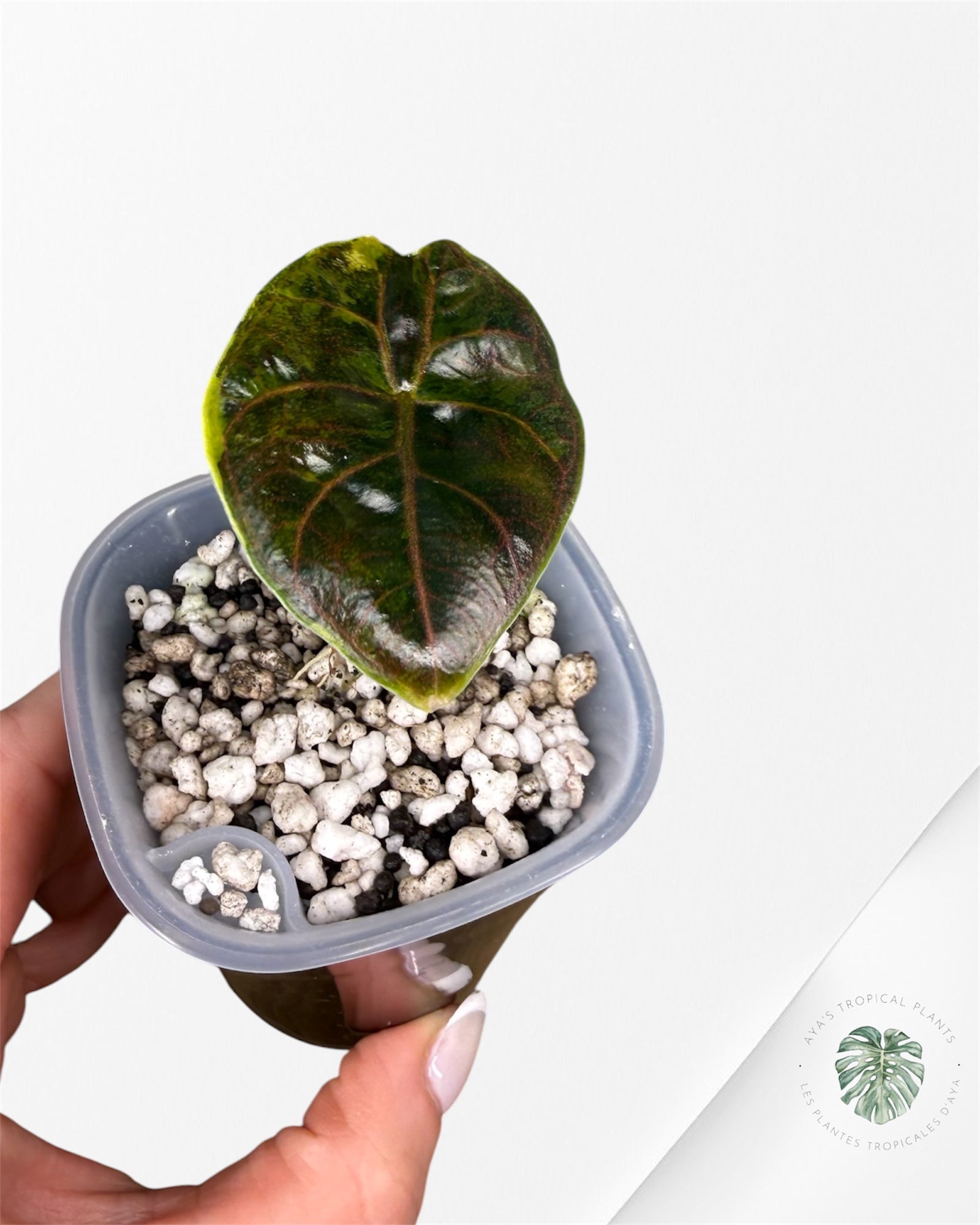 Alocasia Azlanii Aurea Variegated