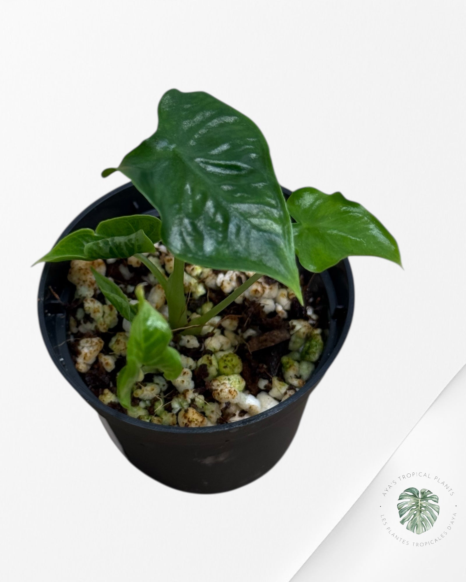Alocasia Frydek ‘Tattoo’ - 92