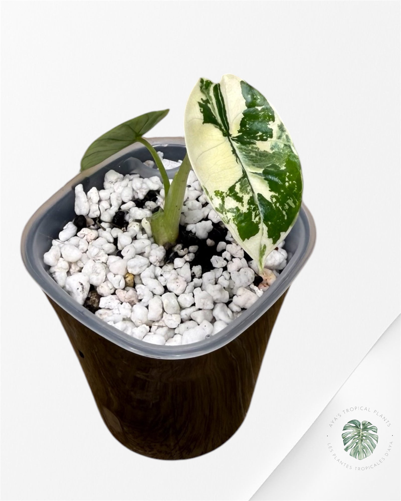 Alocasia Bisma Platinum Albo Variegated