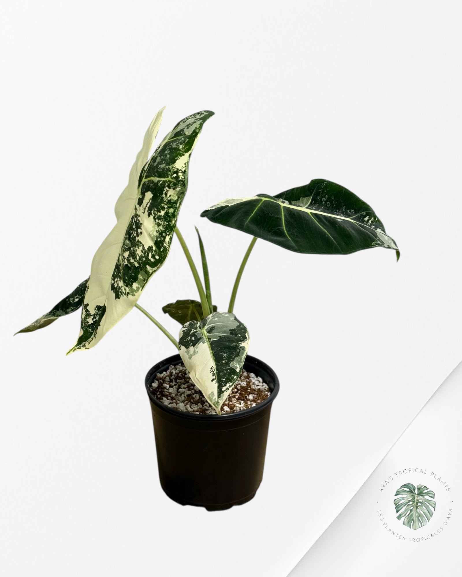 Alocasia Frydek Panaché - 92