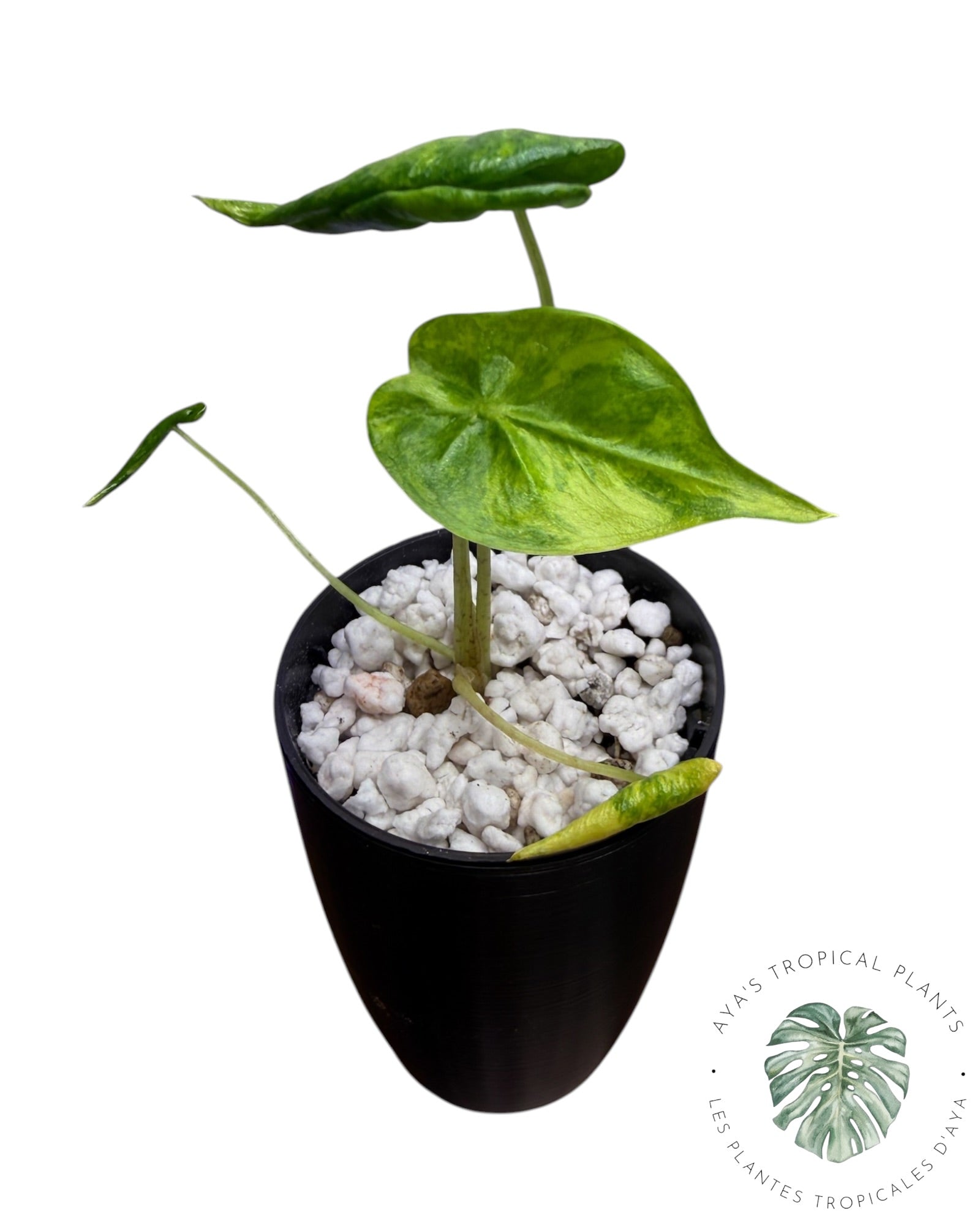 Alocasia Macrorrhizos ‘Shock Treatment’ Variegated