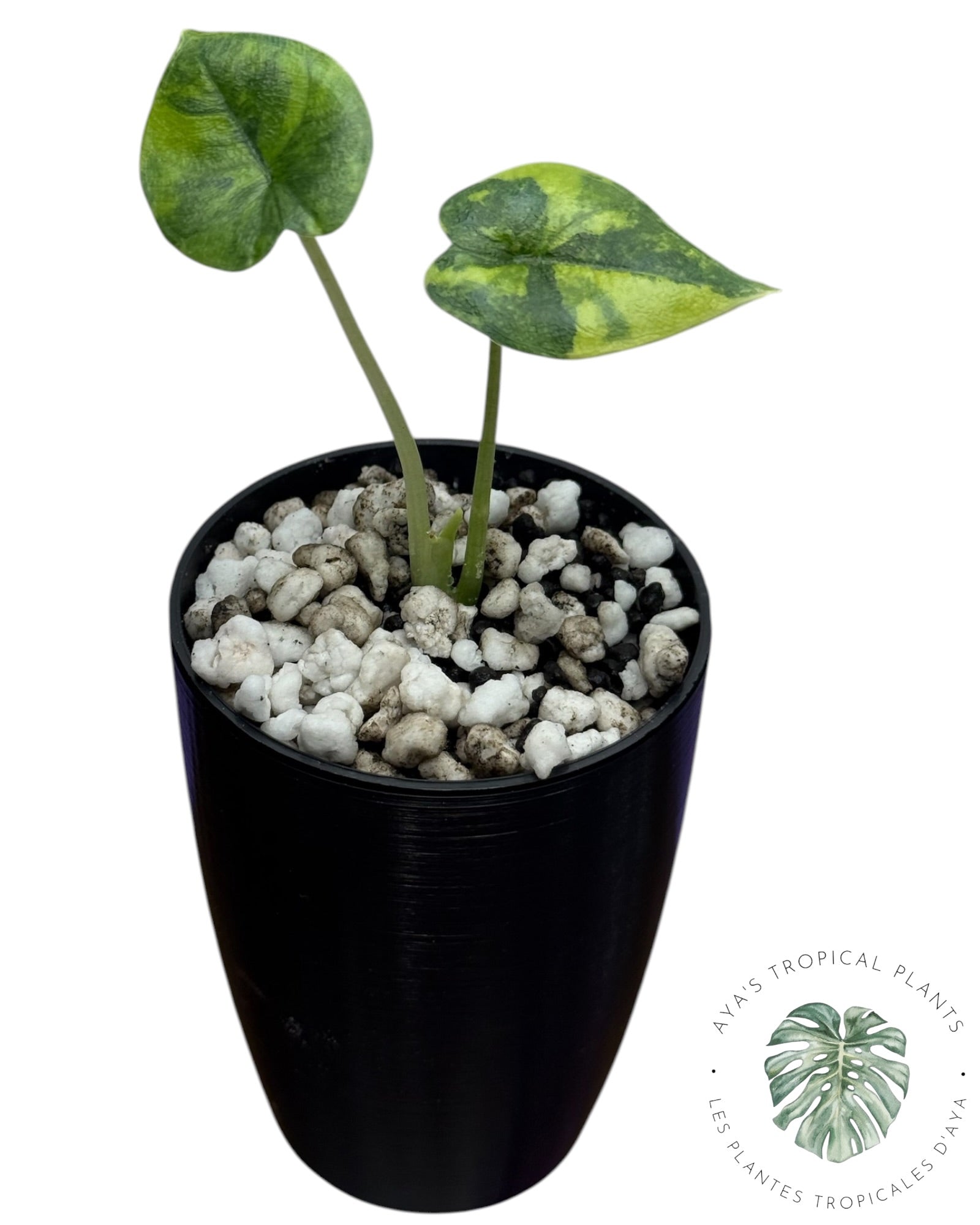 Alocasia Melo Aurea long form
