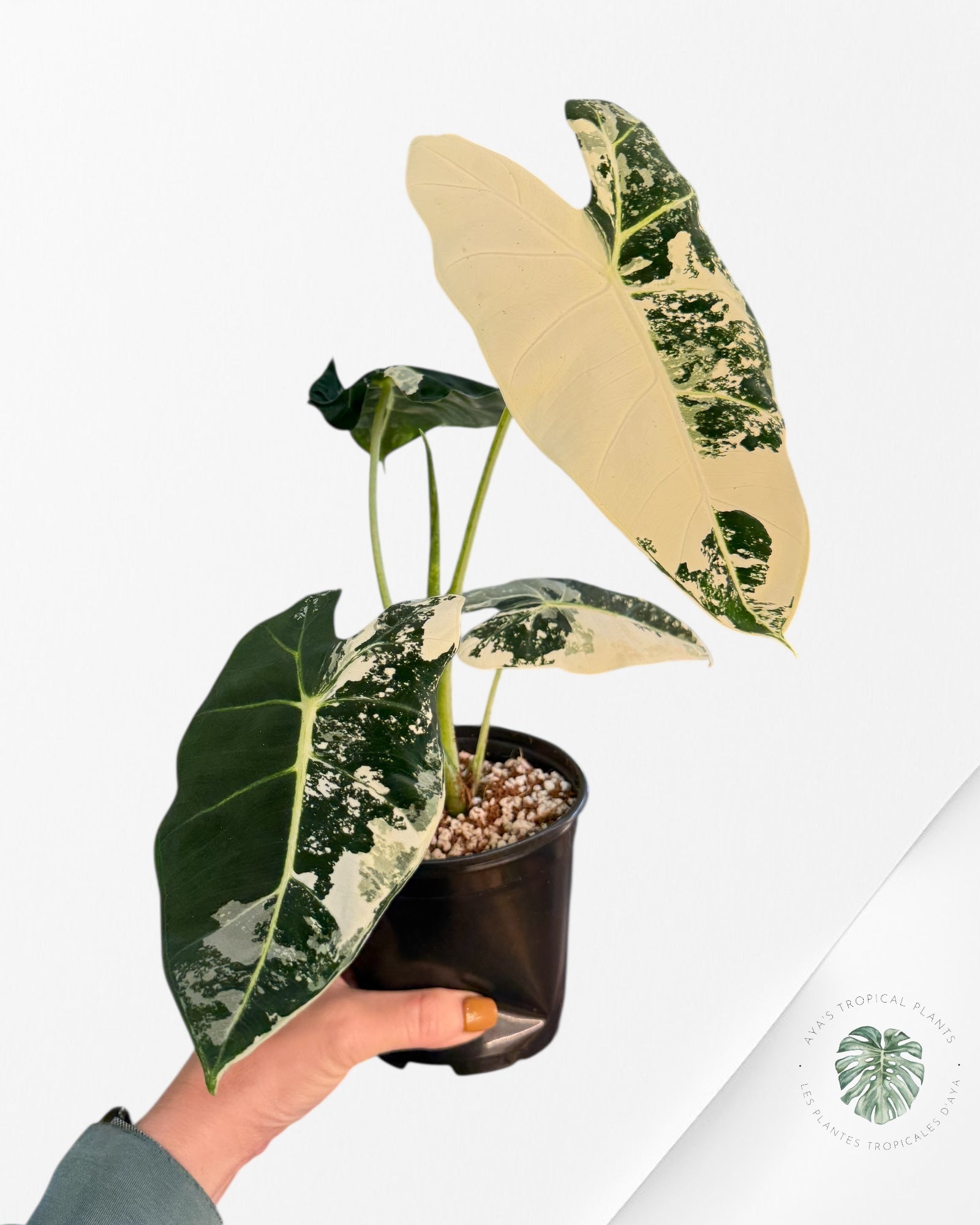 Alocasia Frydek Panaché - 92