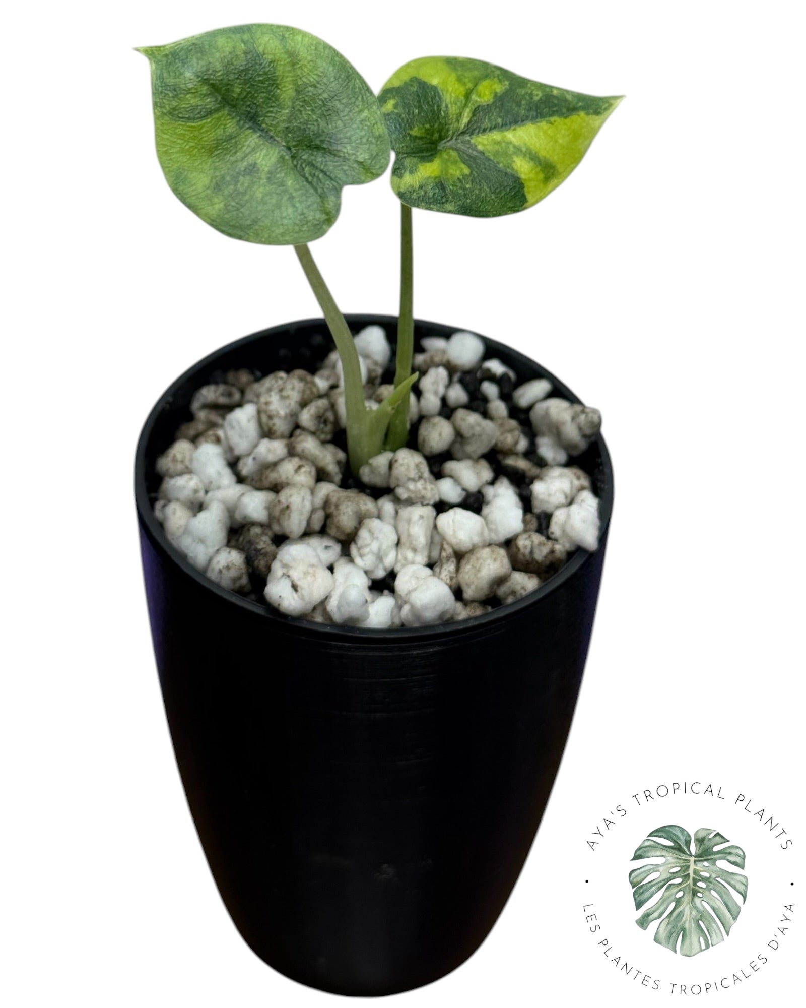 Alocasia Melo Aurea long form