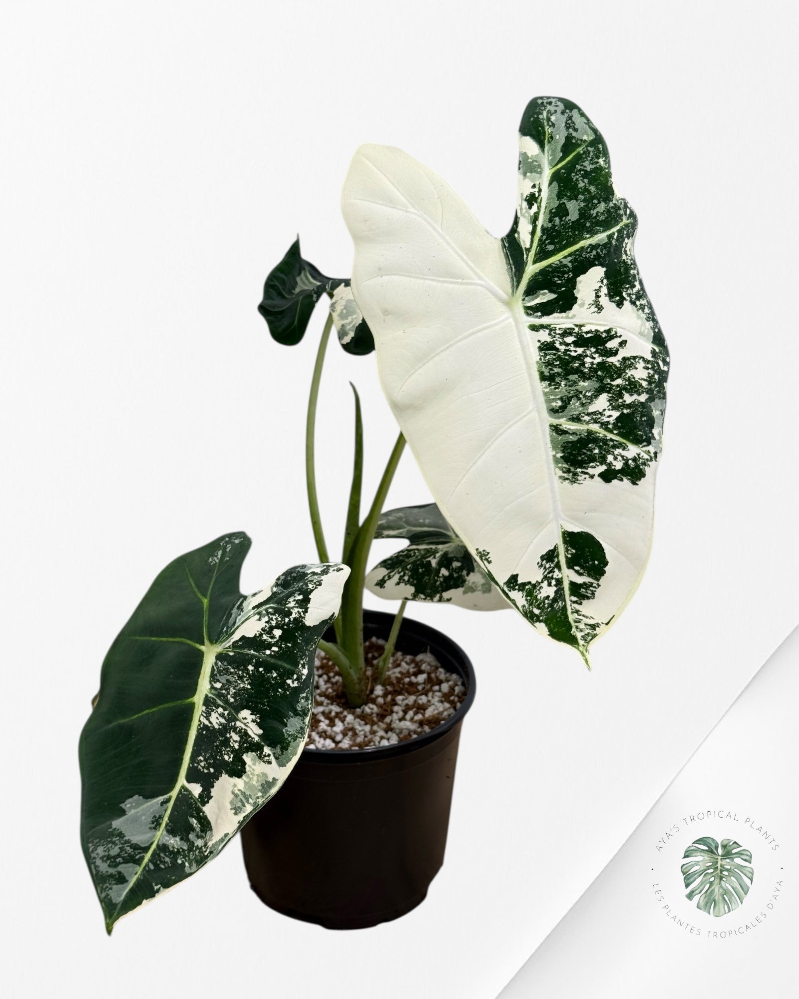 Alocasia Frydek Panaché - 92