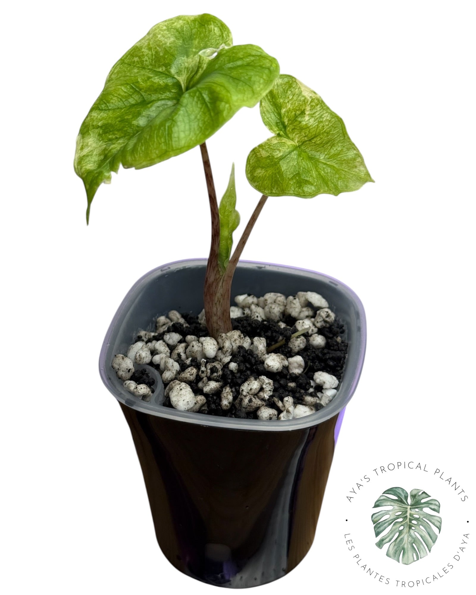 Alocasia Jacklyn Variegated (Grade A)