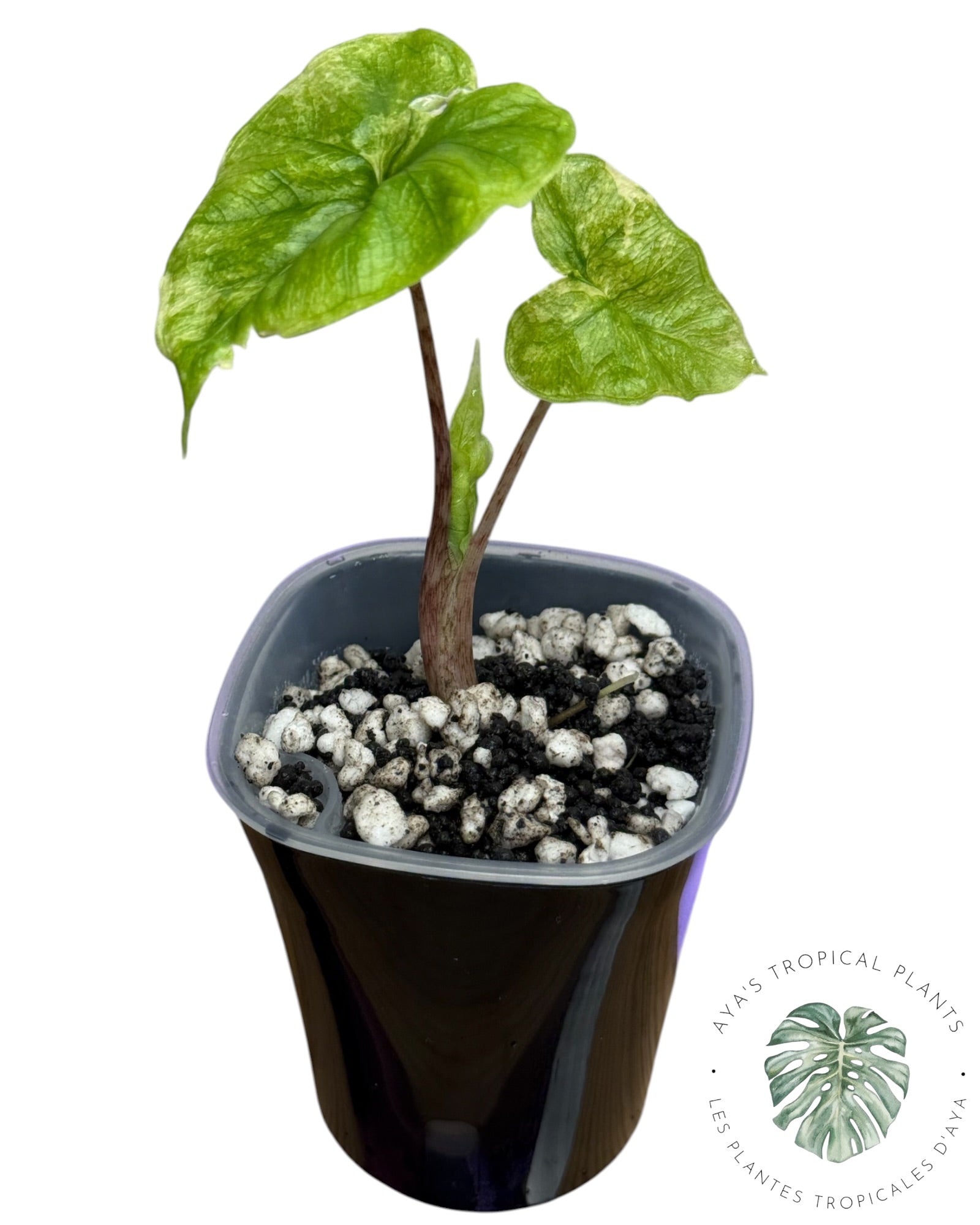 Alocasia Jacklyn Variegated (Grade A)