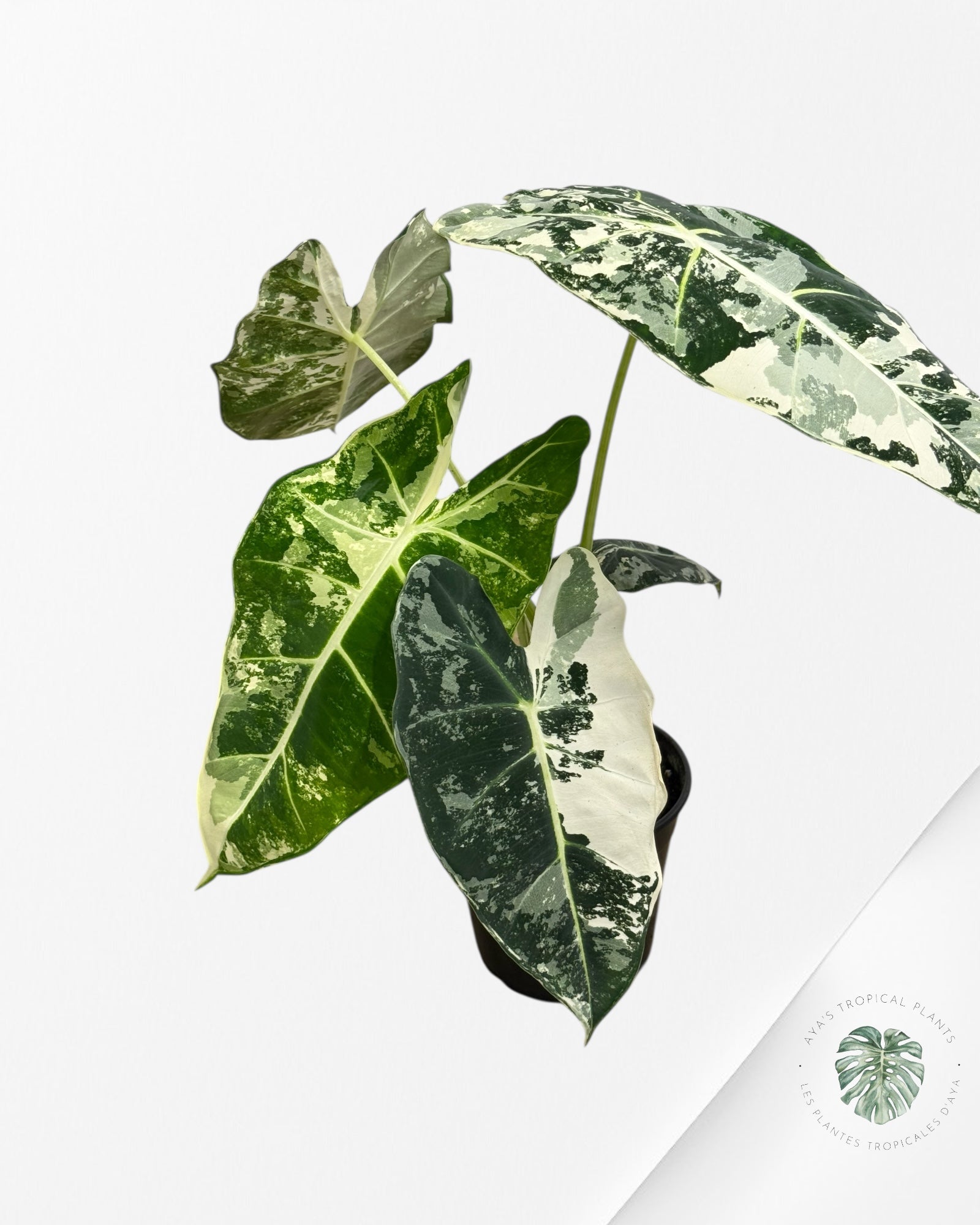 Alocasia Frydek Panaché - 94