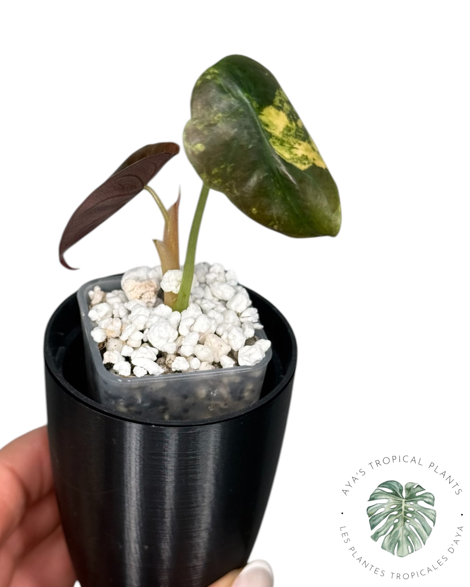 Alocasia Cuprea Golden Latte variegated