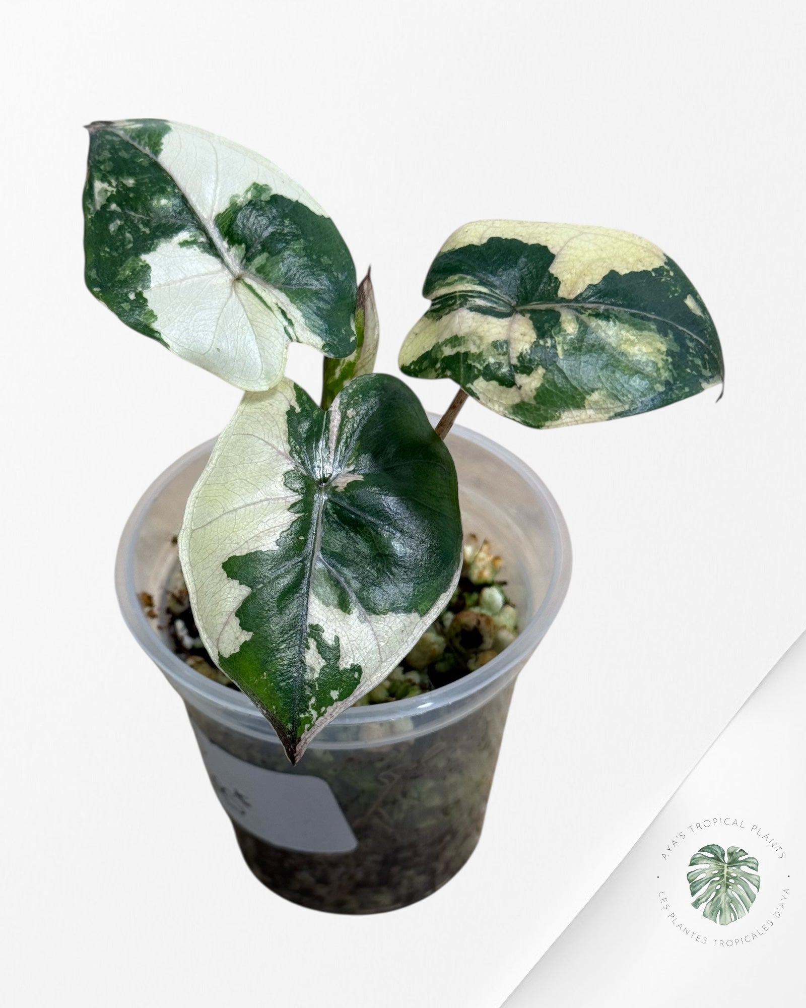 Alocasia Yucatan Princess Variegated- TC3